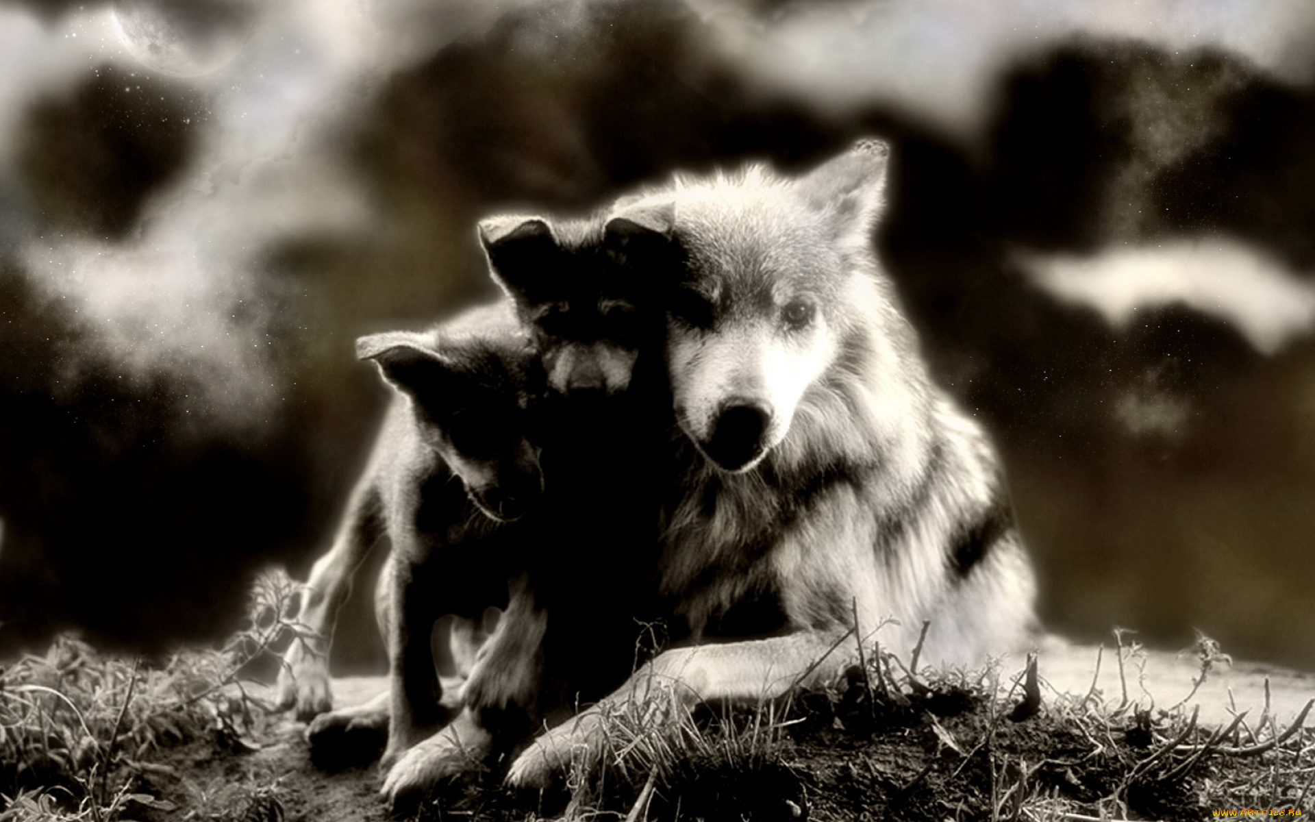 животные, волки