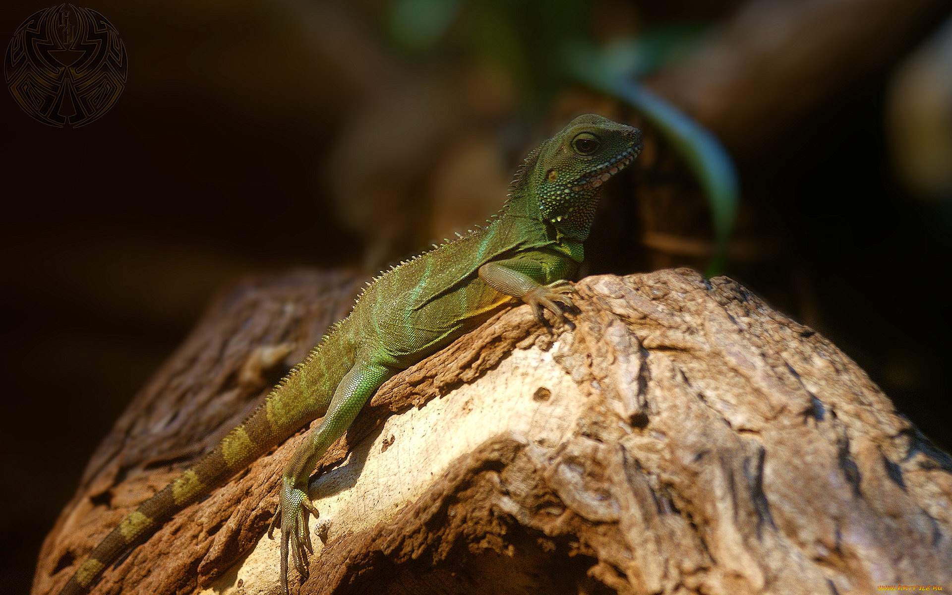 животные, Ящерицы, игуаны, вараны