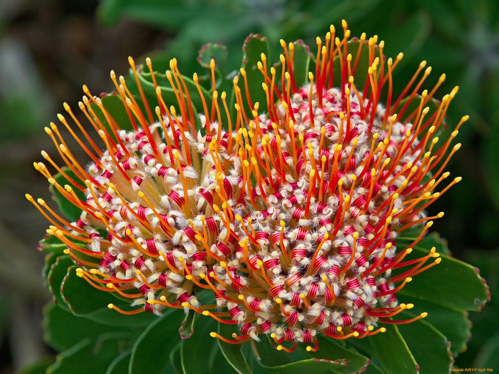 цветы, протея