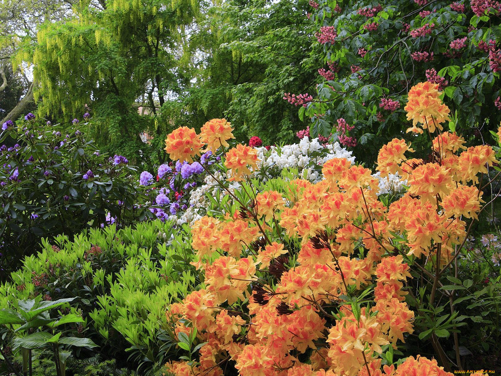 цветы, рододендроны, азалии