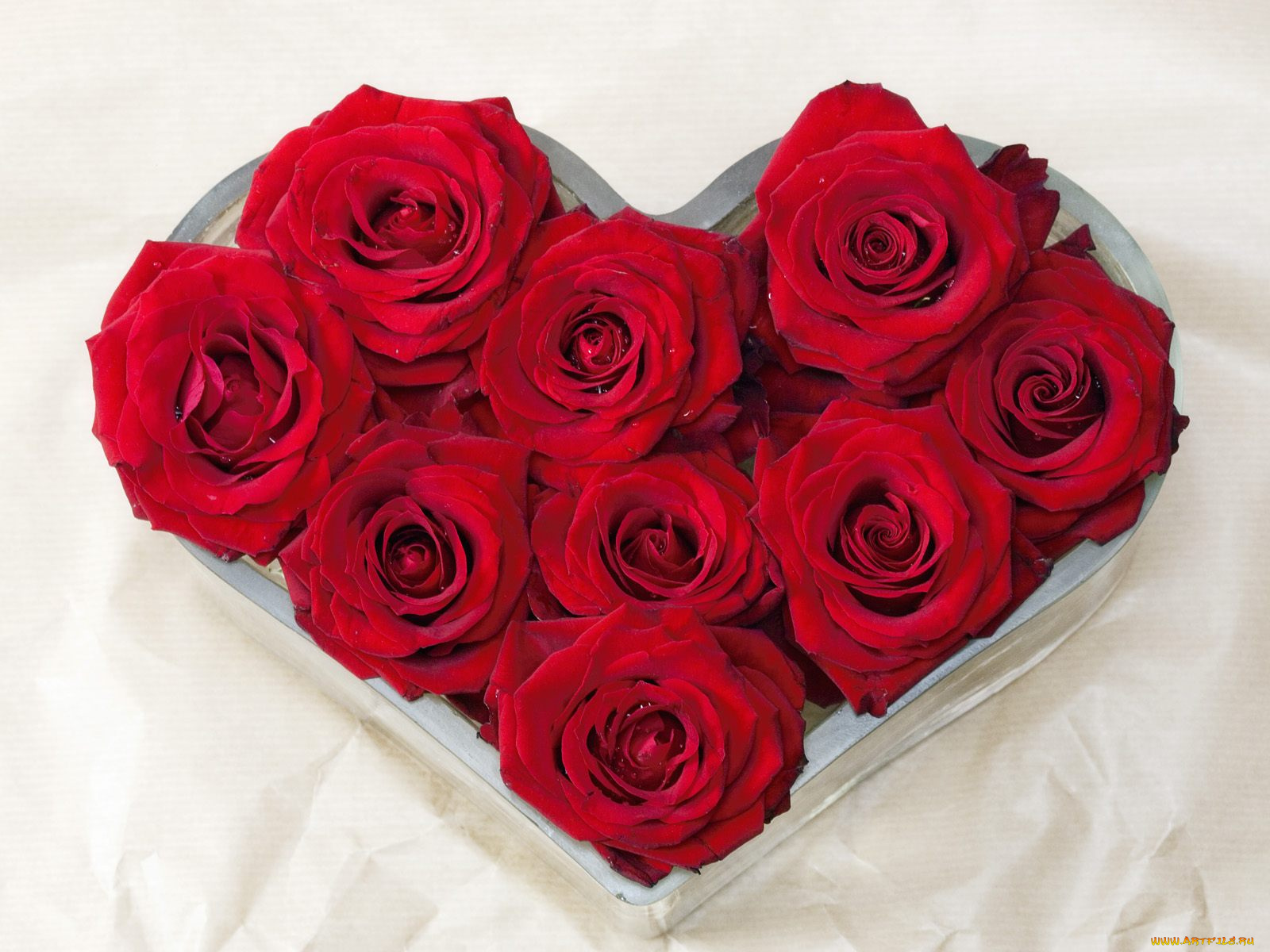 цветы, розы