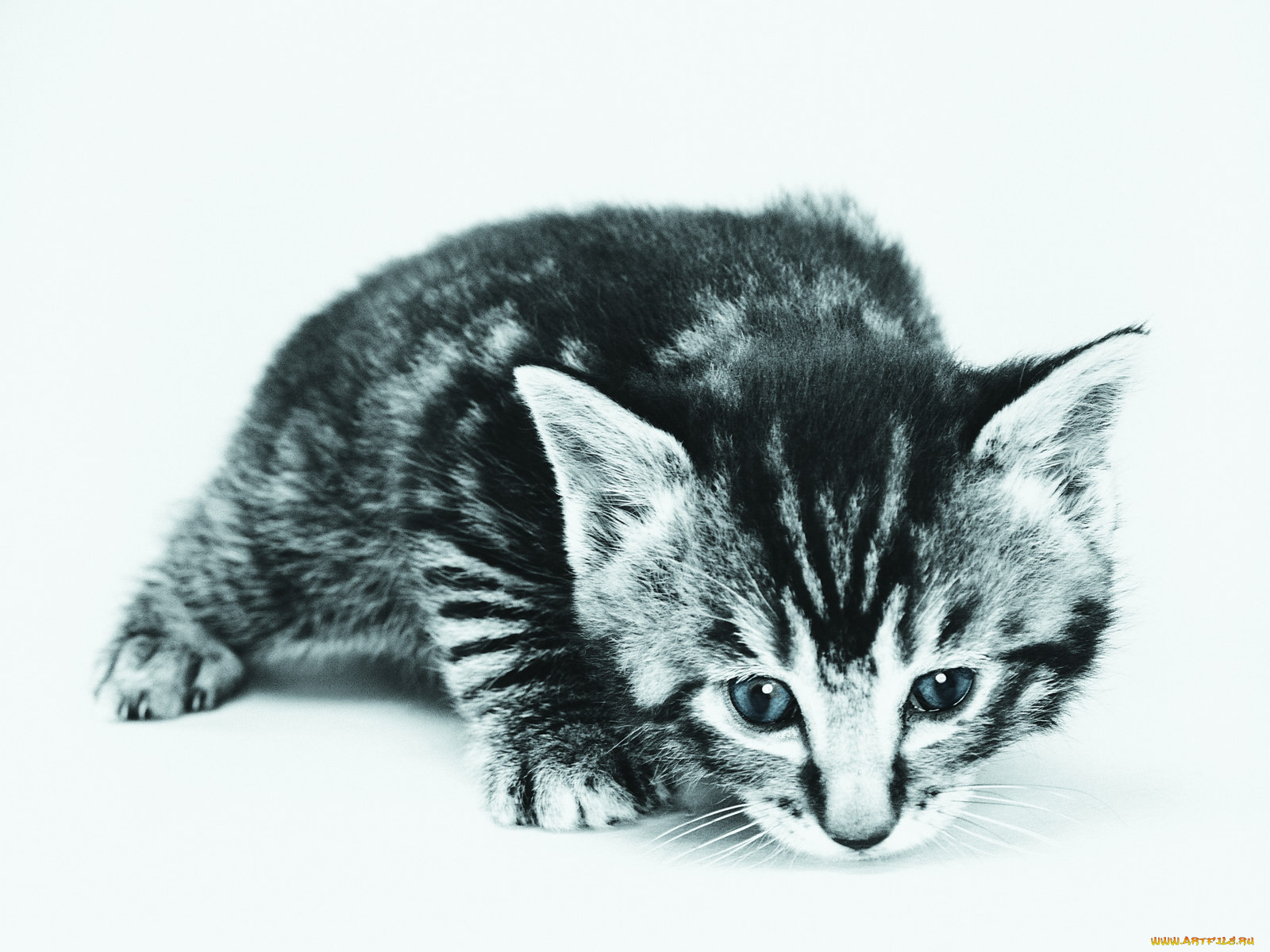 животные, коты