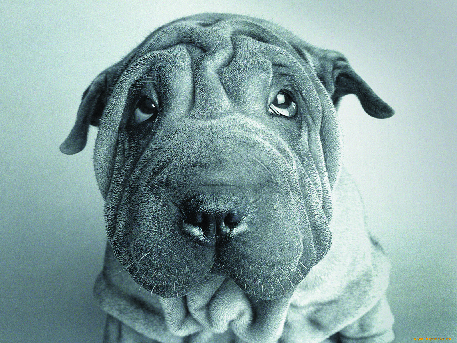 животные, собаки