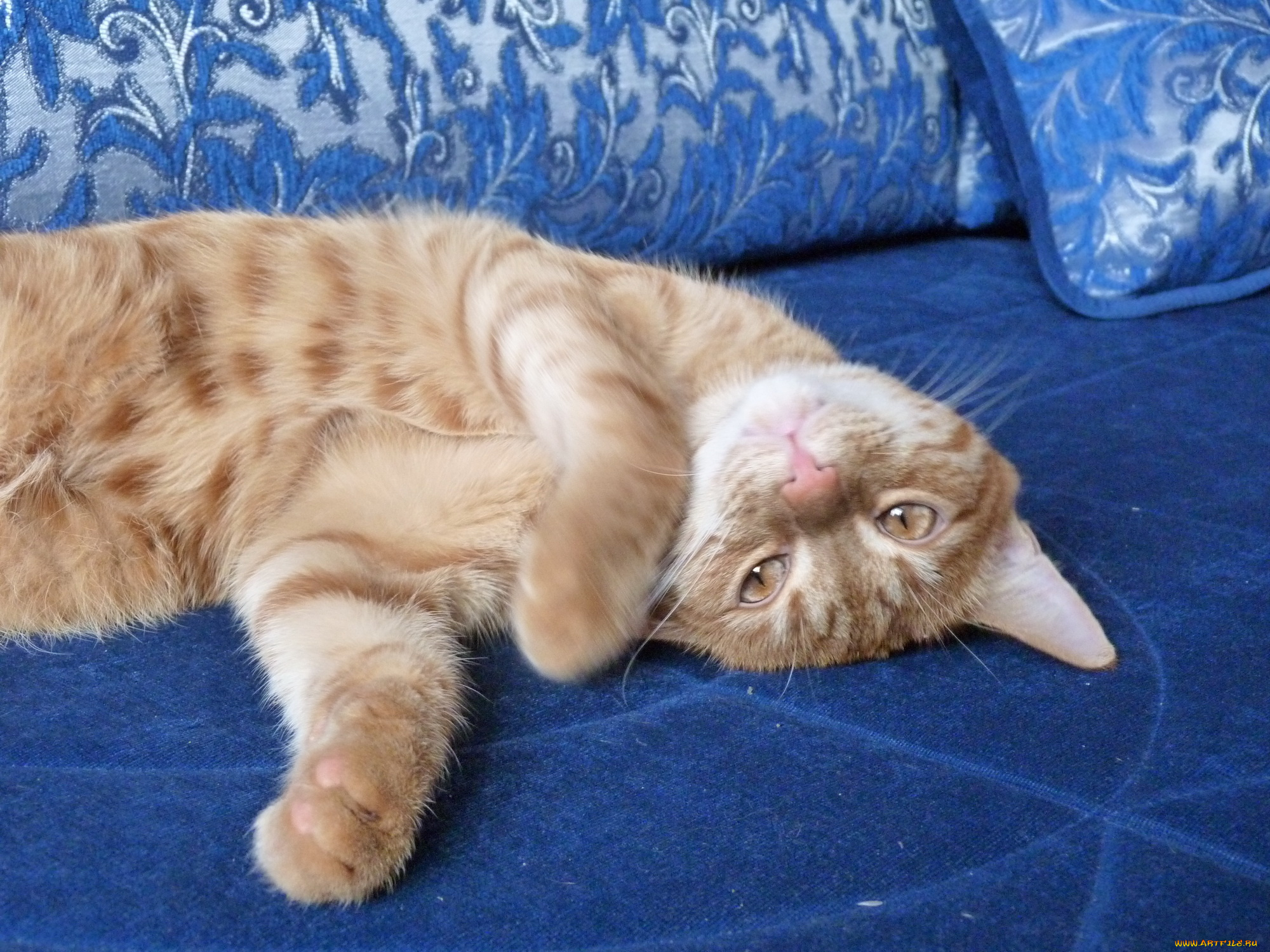 мифодий, животные, коты