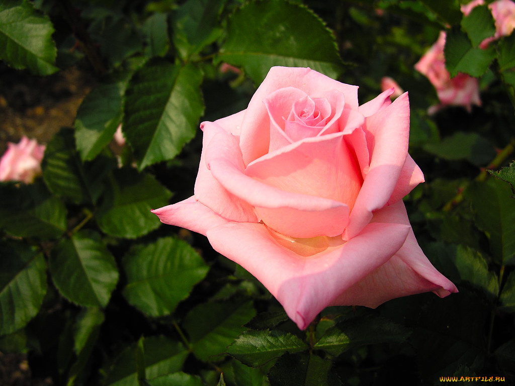 розы, цветы