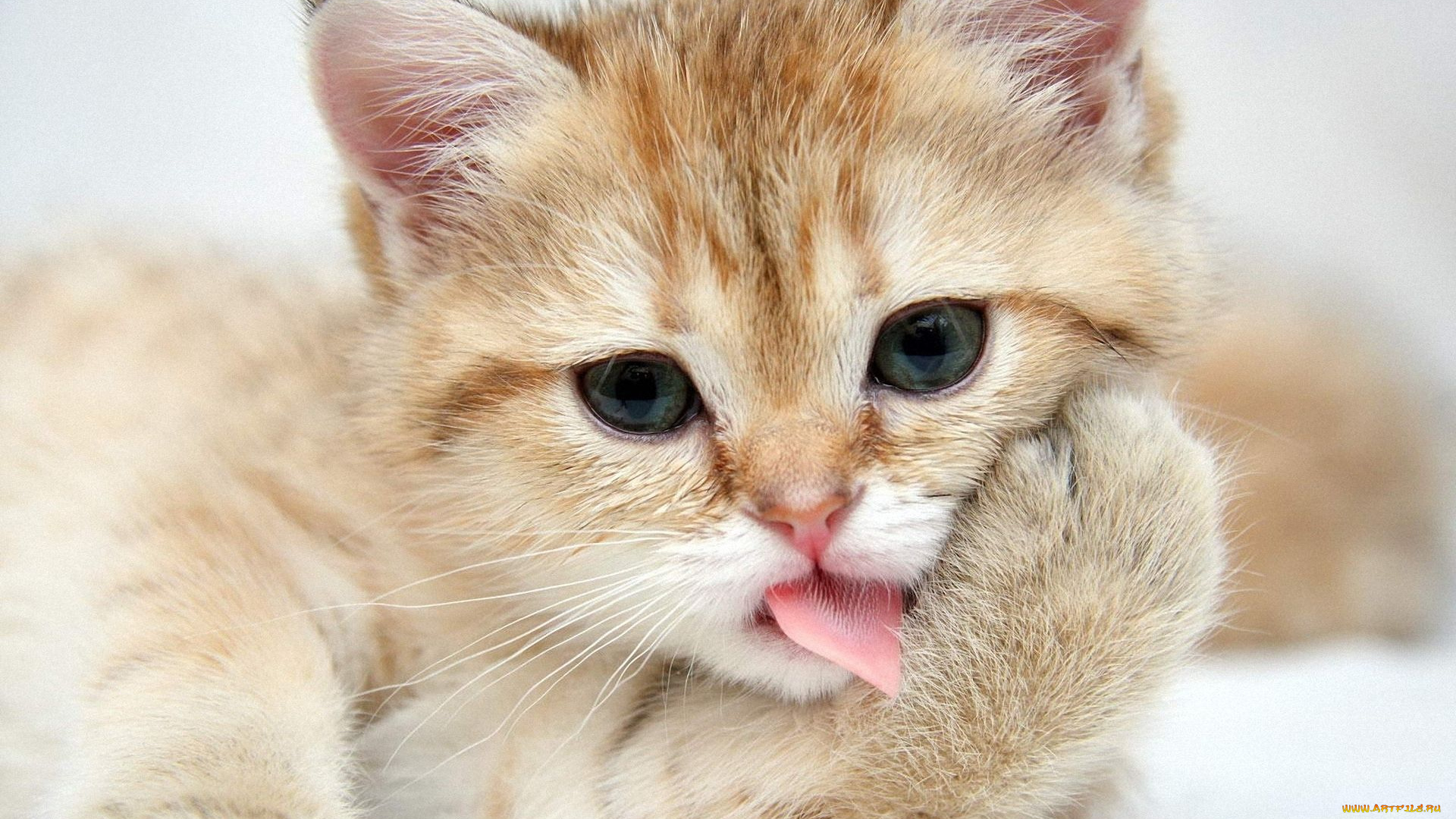 животные, коты