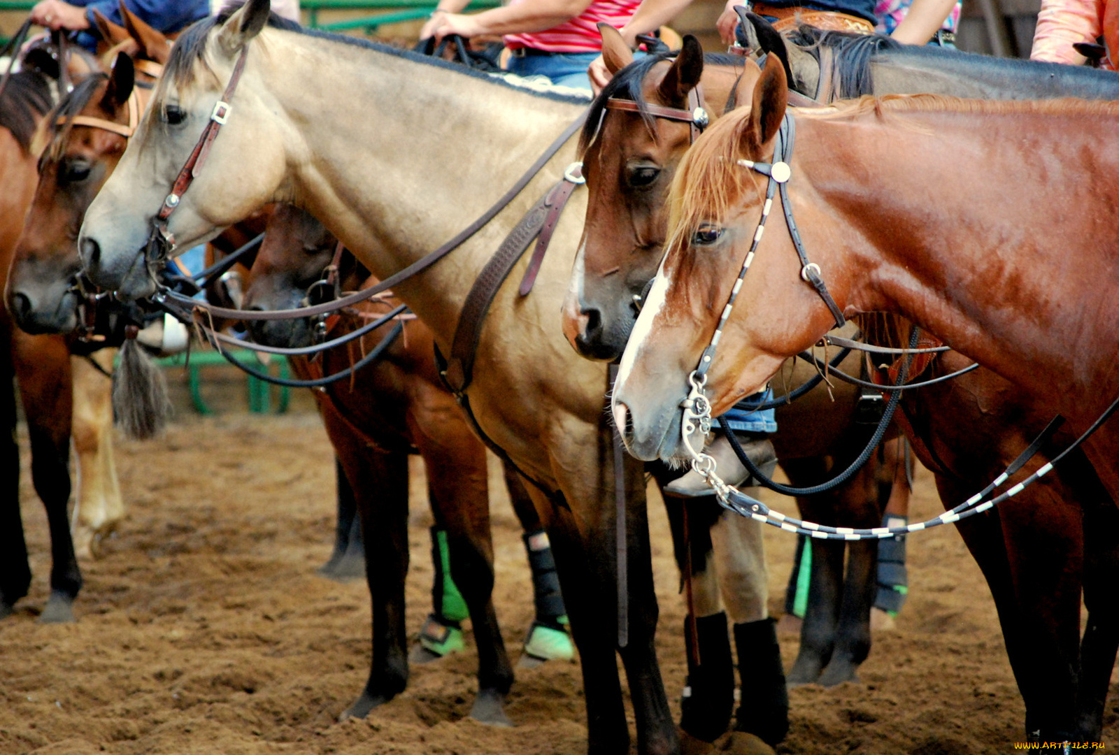 животные, лошади, упряж