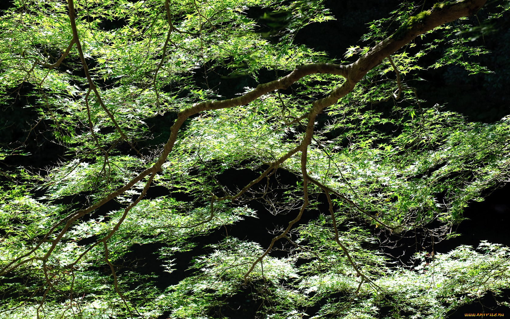 природа, листья, ветки