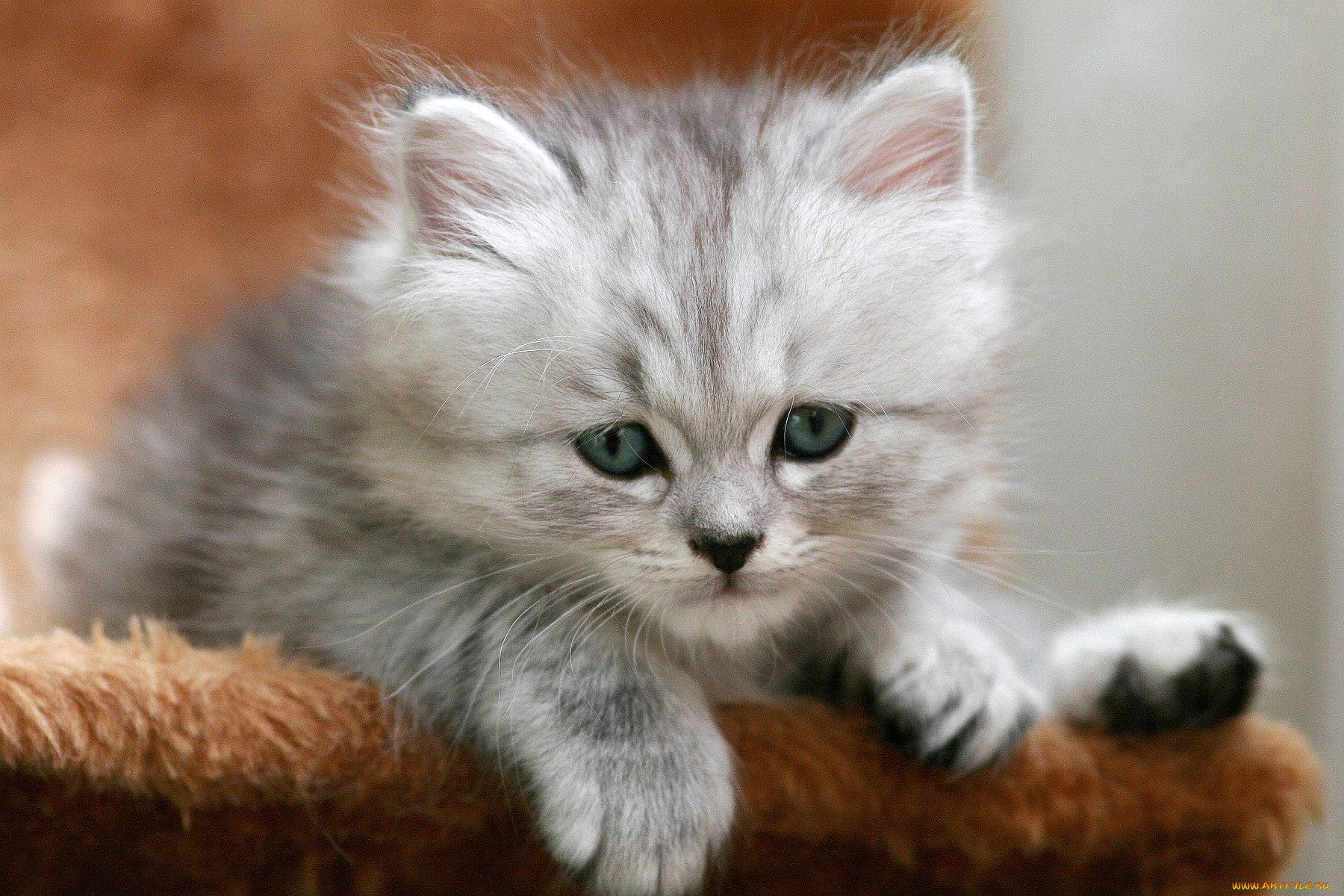 животные, коты, пушистый, котенок