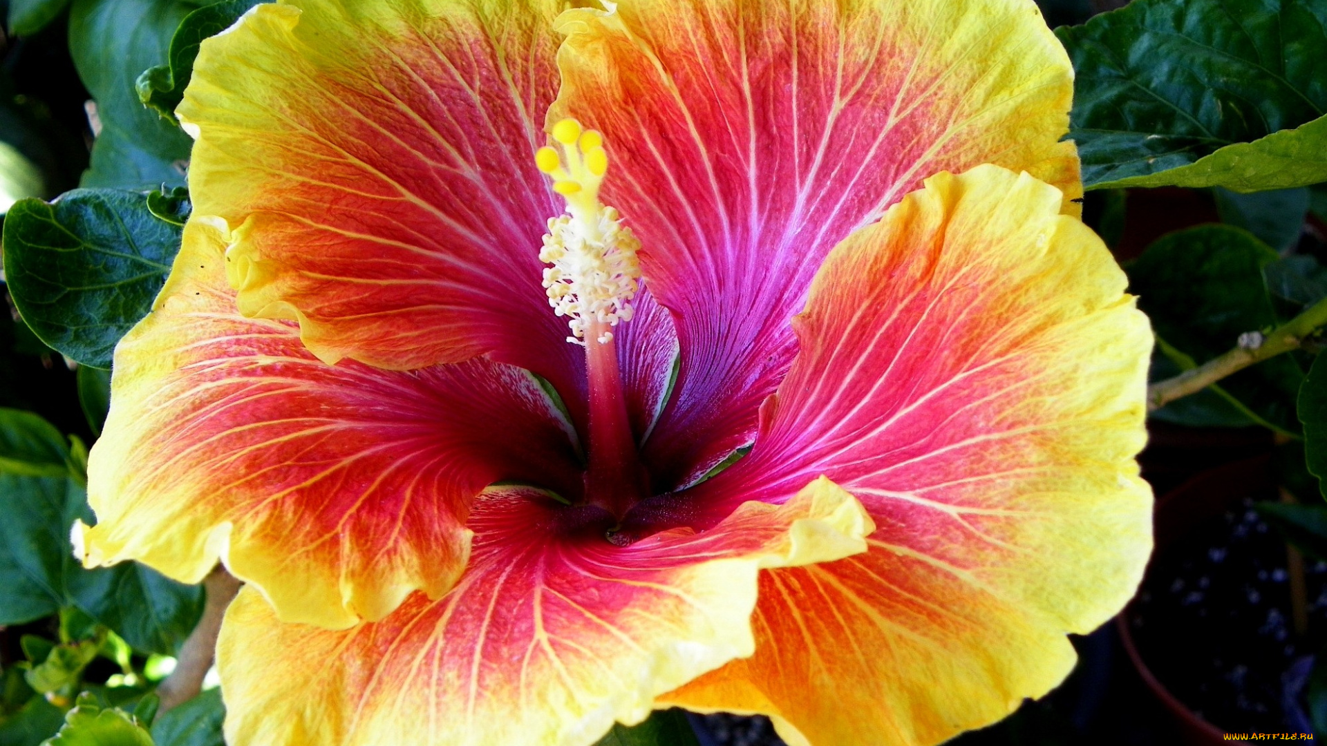 цветы, гибискусы, лепестки, экзотика, большой