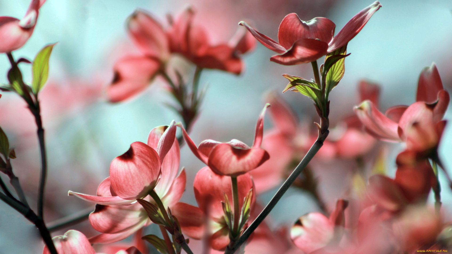 цветы, кизил, цветение