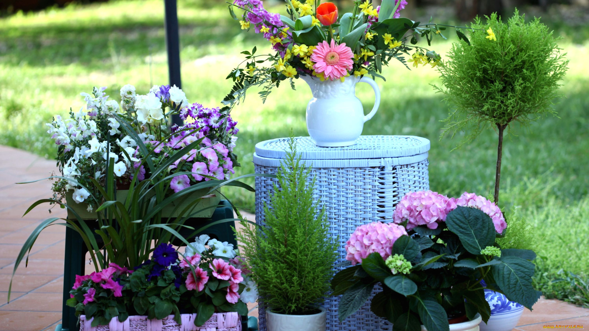 цветы, разные, вместе, петуния, гортензия, левкой, кувшин, корзинки, букет