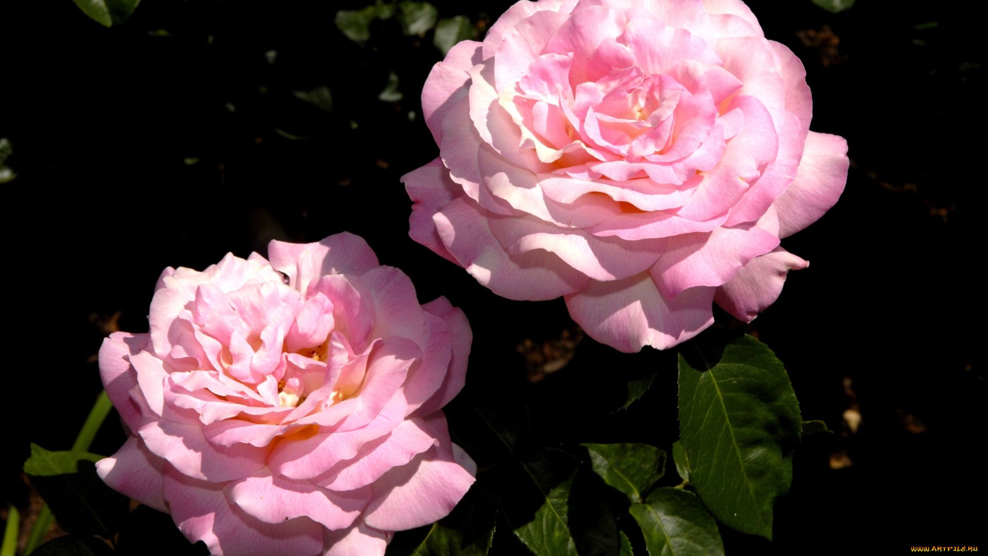 цветы, розы, лепестки, розовый