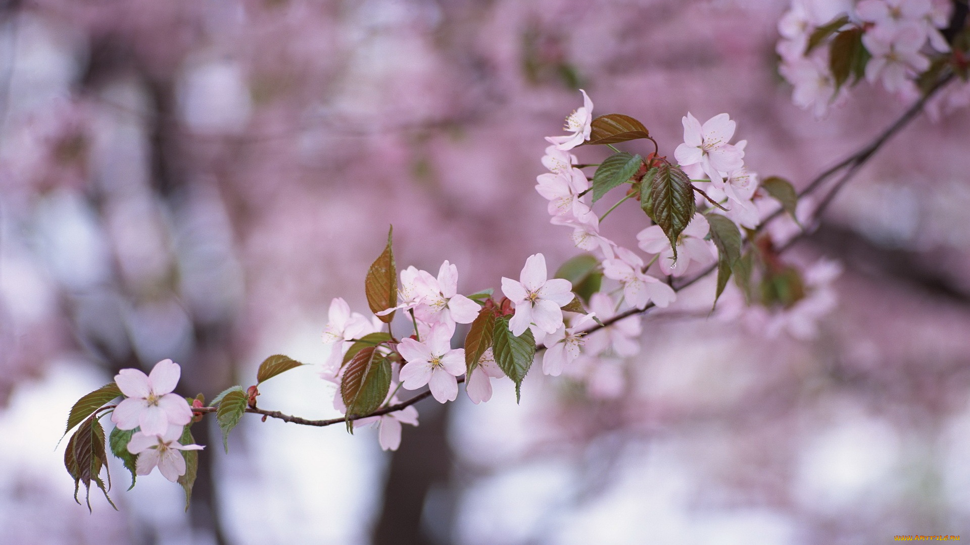 цветы, сакура, вишня, листья, ветка, сиреневый, фон