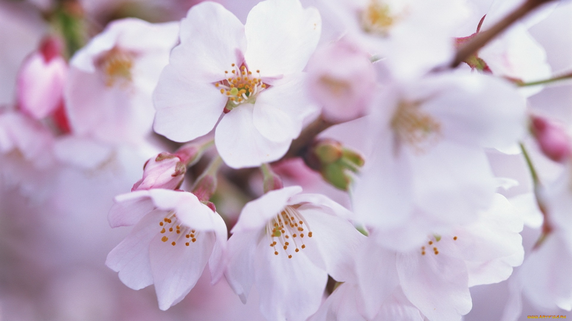 цветы, сакура, вишня, сиреневый, фон, ветка