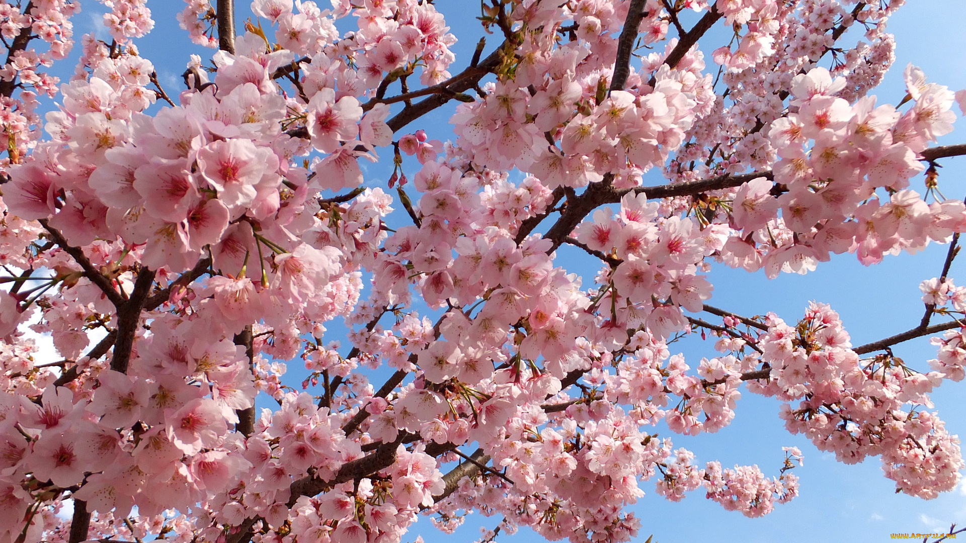 цветы, сакура, вишня, ветки