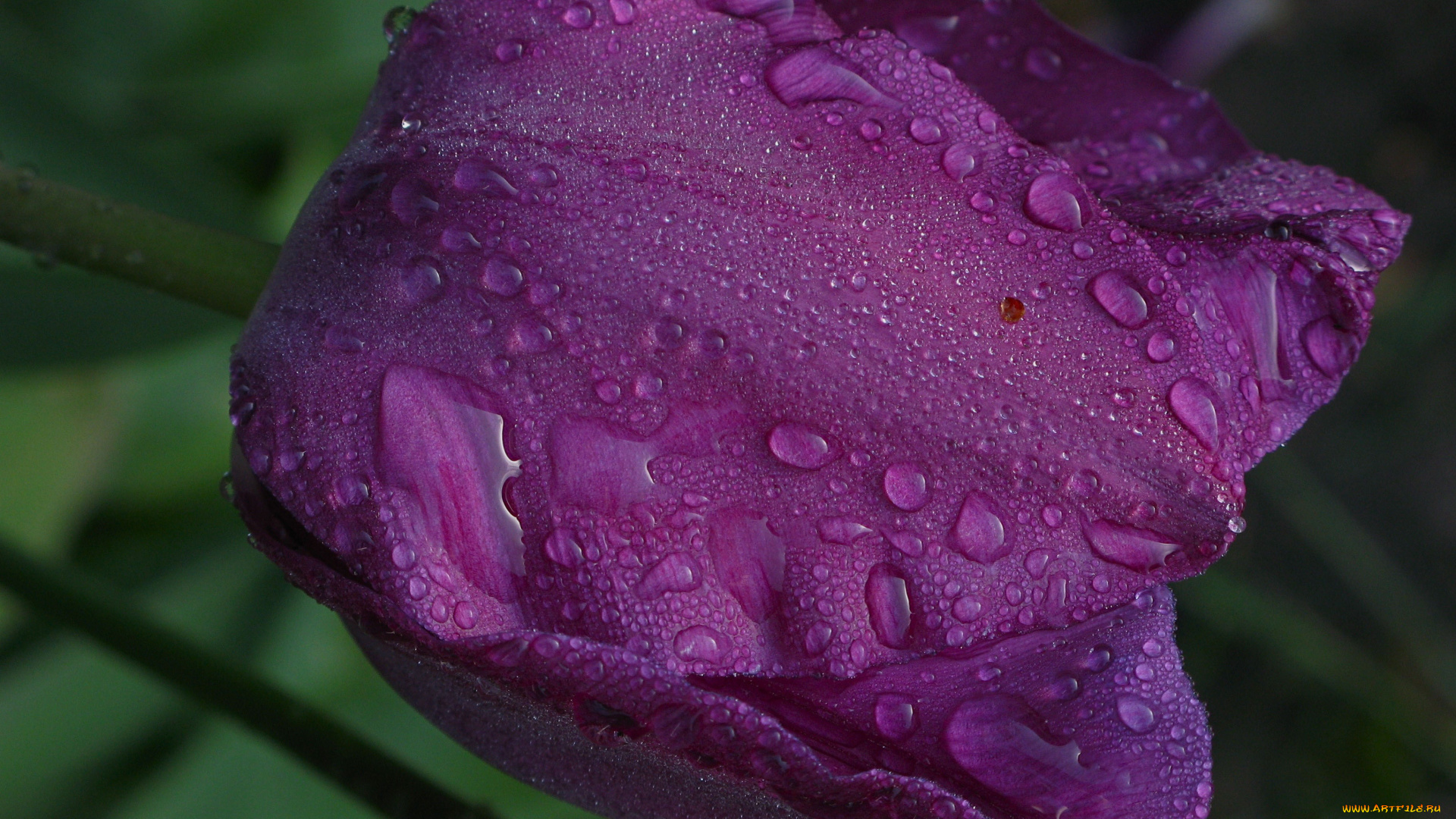 цветы, тюльпаны, капли, фиолетовый