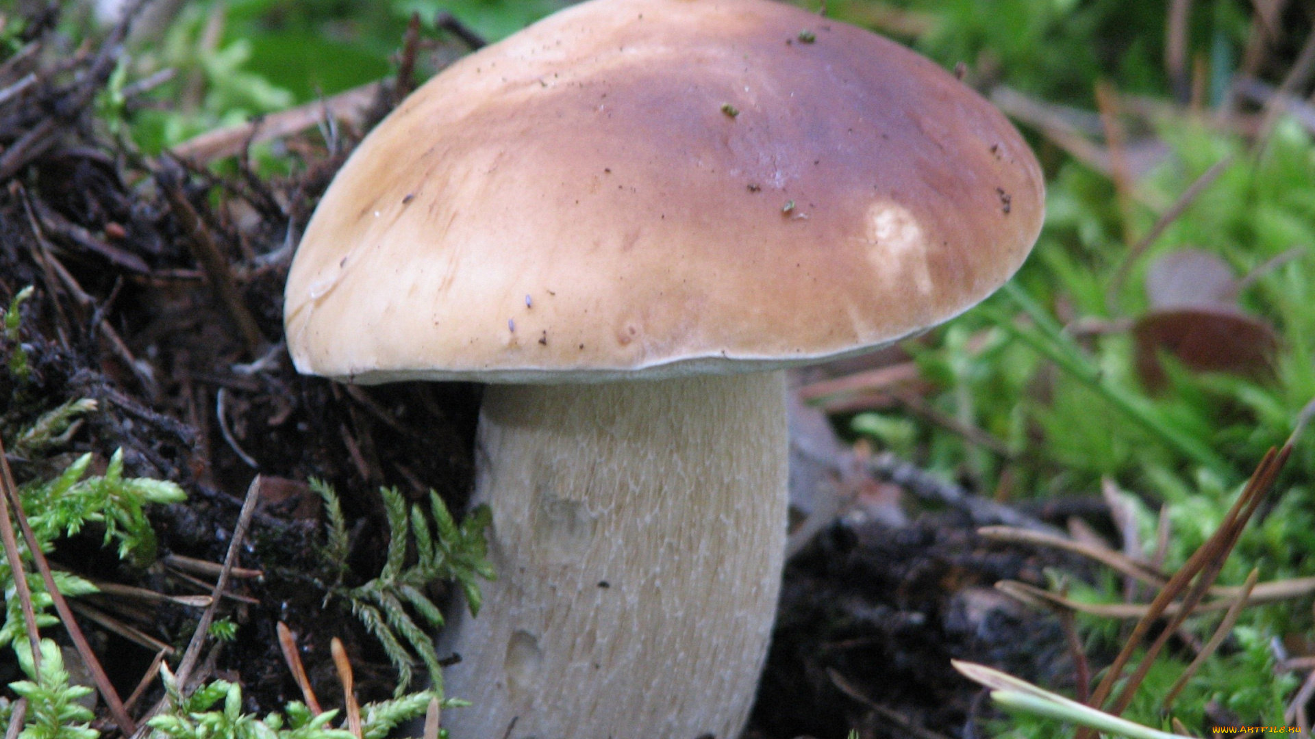 природа, грибы, мох, боровик