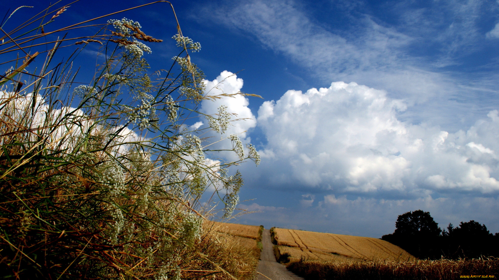 природа, поля, лето, небо, травы, поле, дорога
