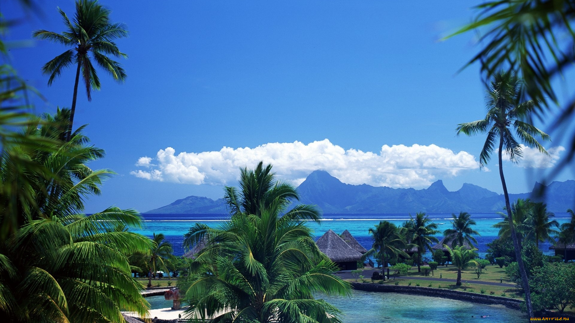 природа, тропики, небо, пальма, солнце