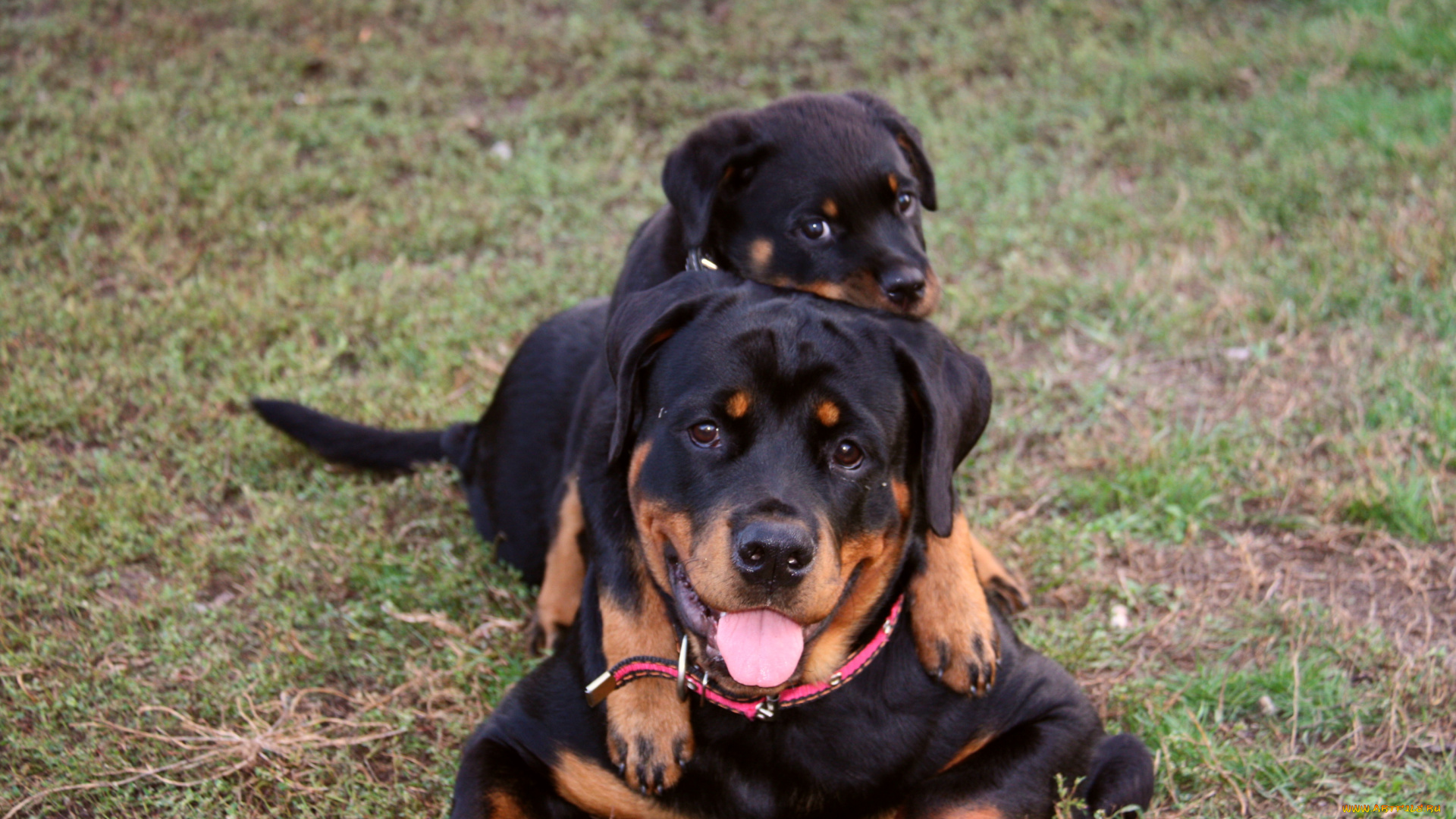 животные, собаки, ротвейлер, щенок