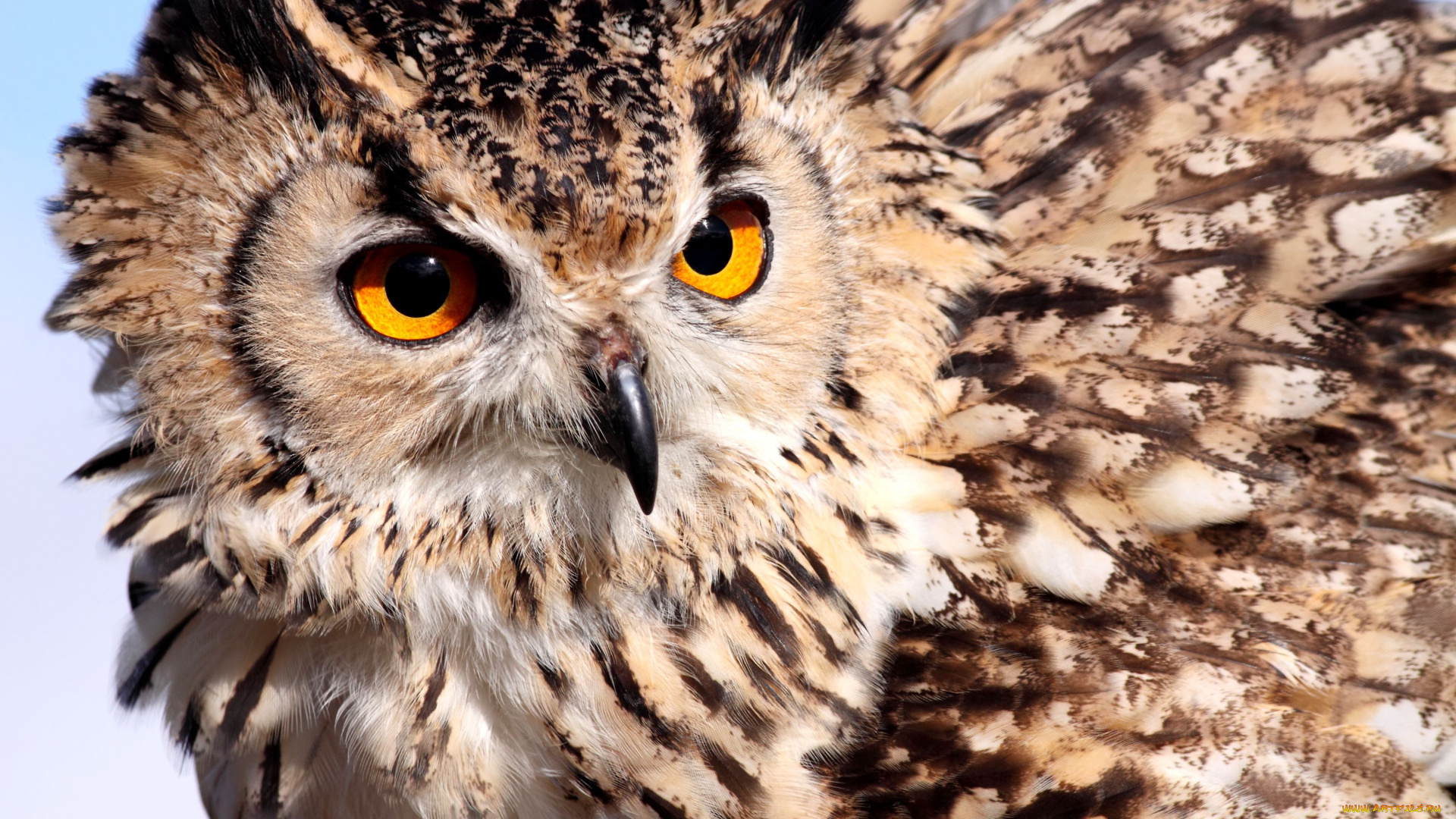 животные, совы, перья, взгляд