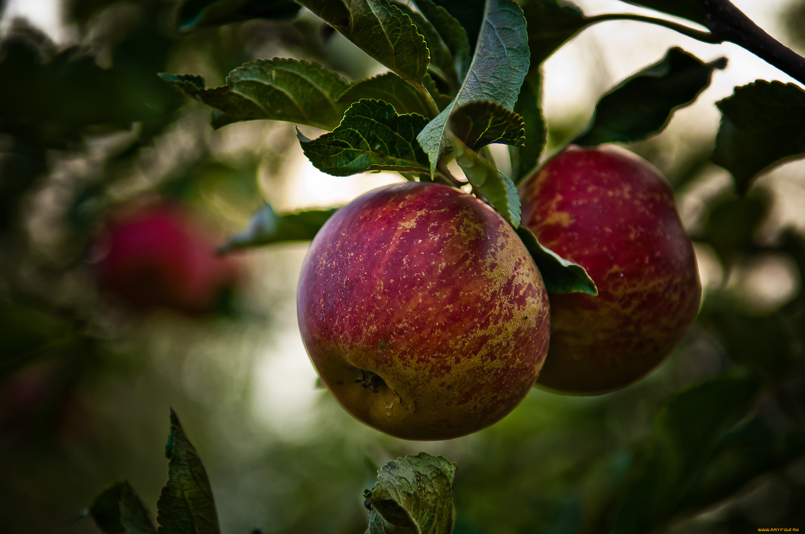 природа, плоды, яблоня, дерево, ветки, листва