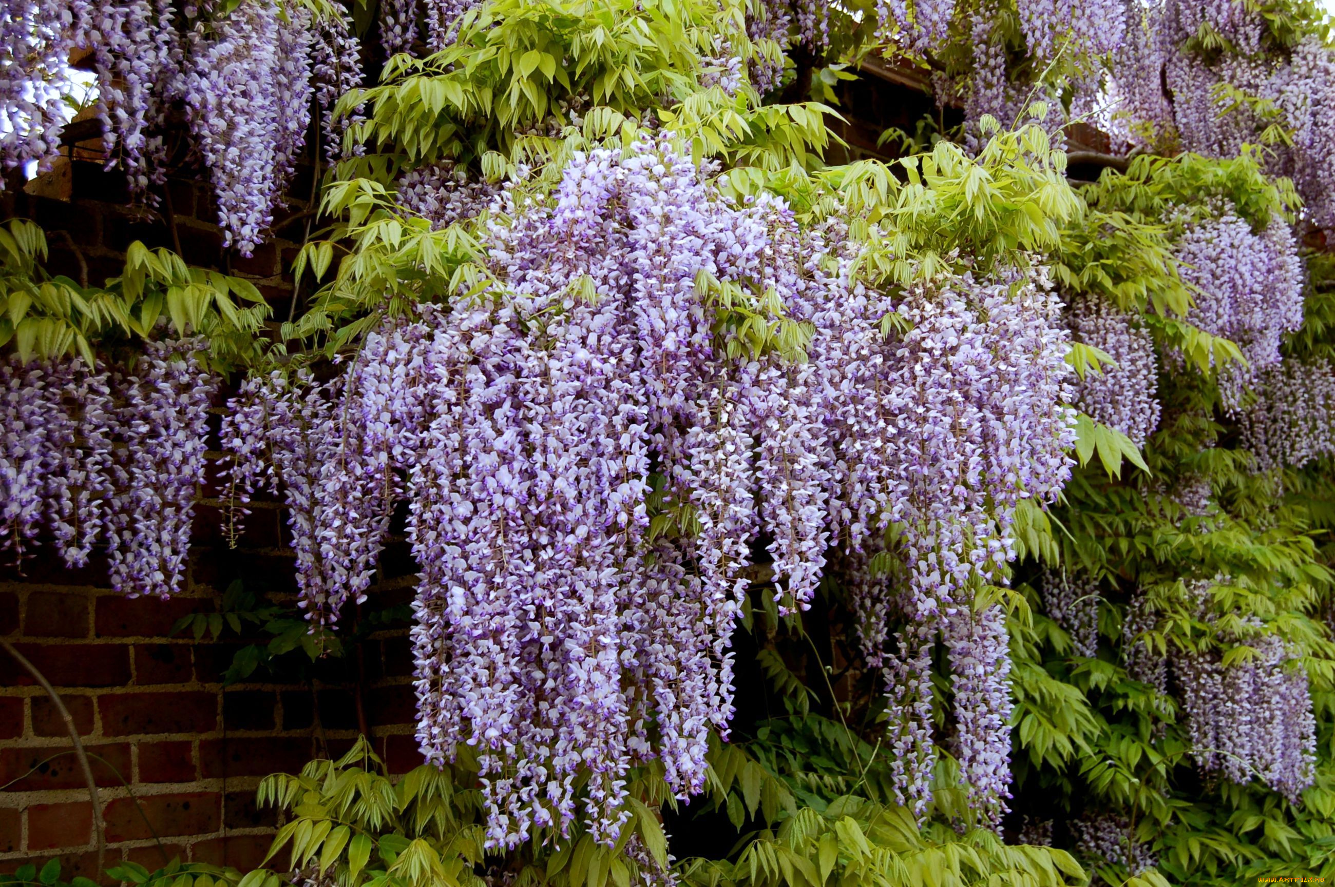 цветы, глициния, гроздья, фиолетовый