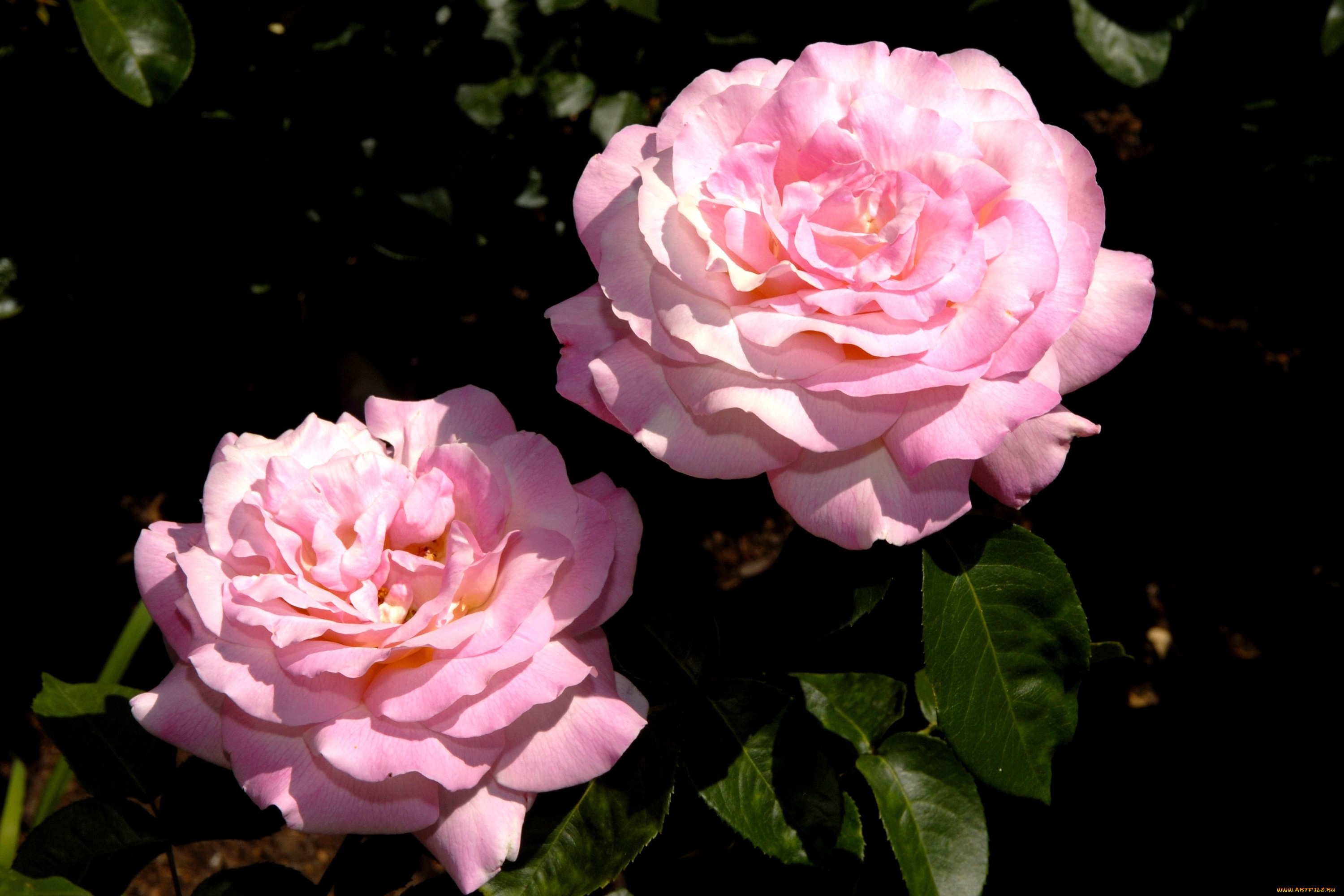 цветы, розы, лепестки, розовый