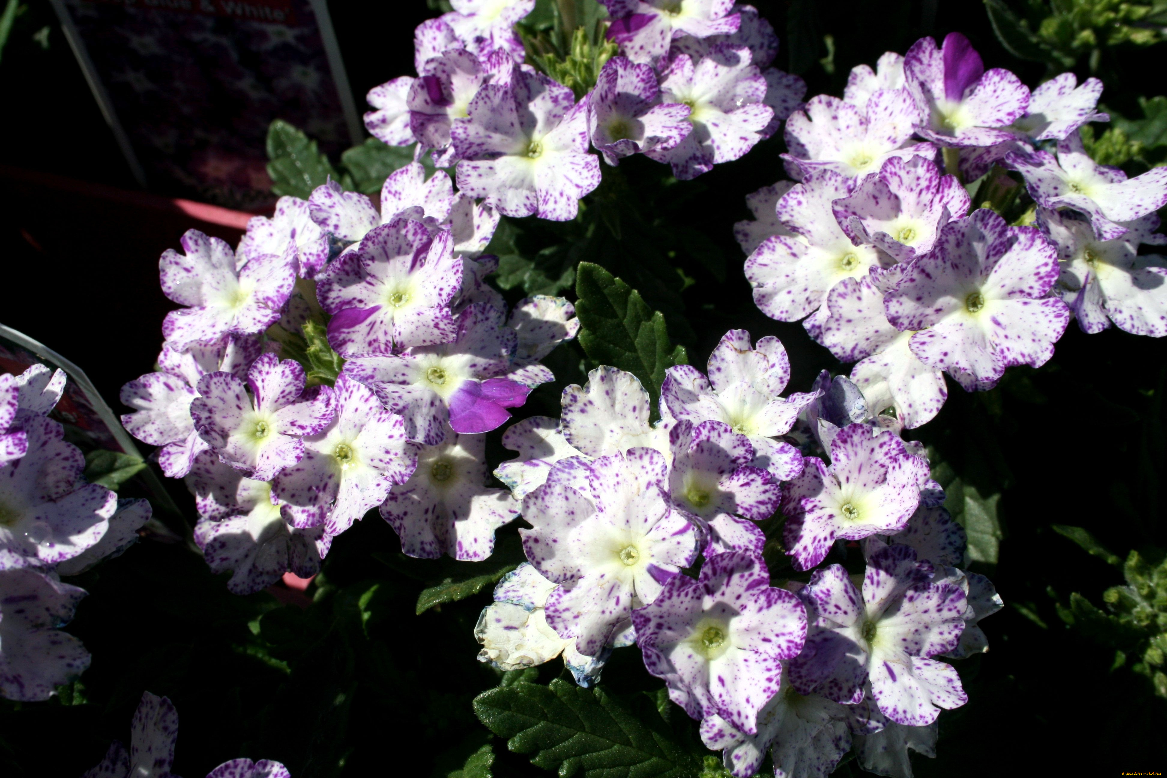 цветы, лантана, вербена, сиреневый