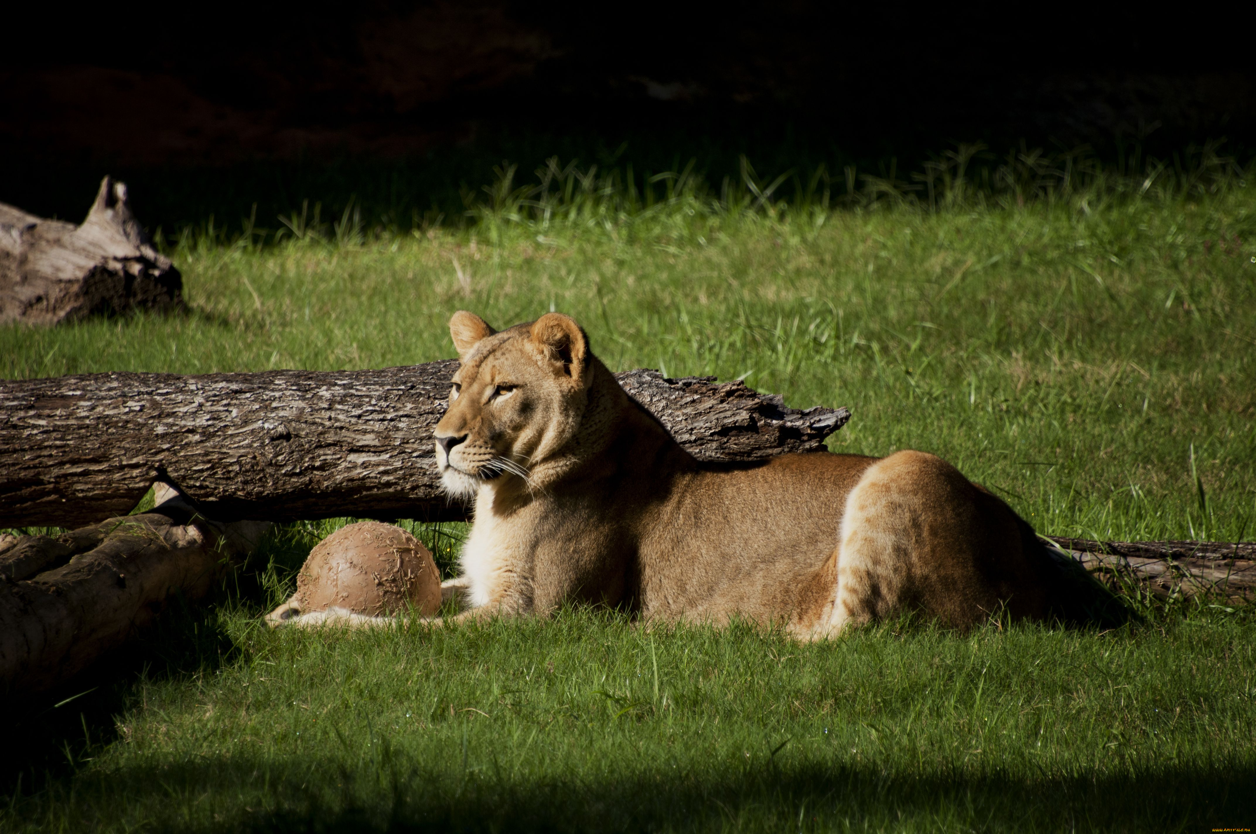 животные, львы, львица