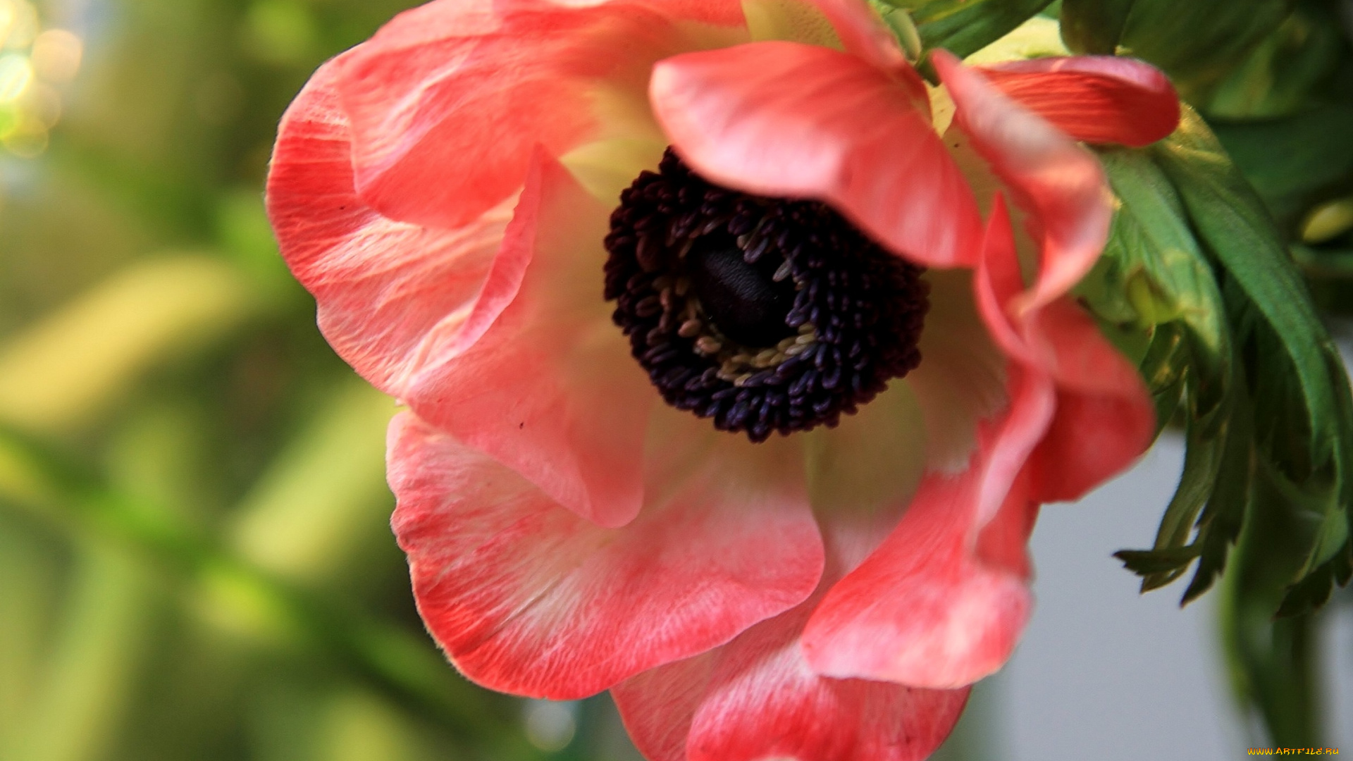 цветы, анемоны, адонисы, анемон, макро