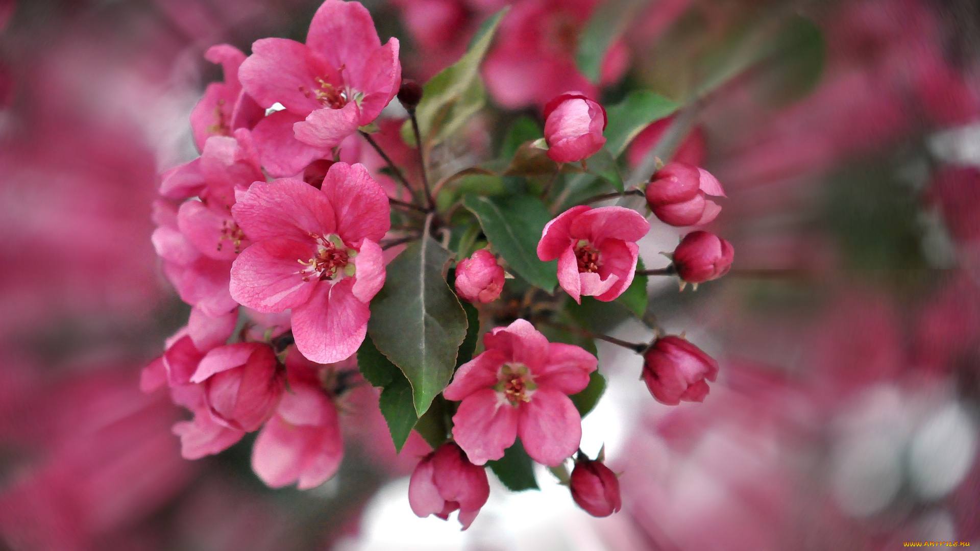 цветы, цветущие, деревья, кустарники, цветение, весна, макро