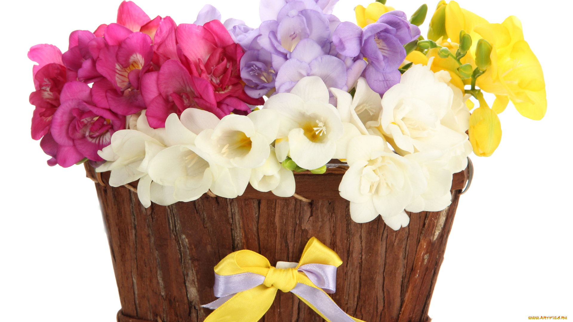 цветы, фрезия, бант, желтый, розовый, белый