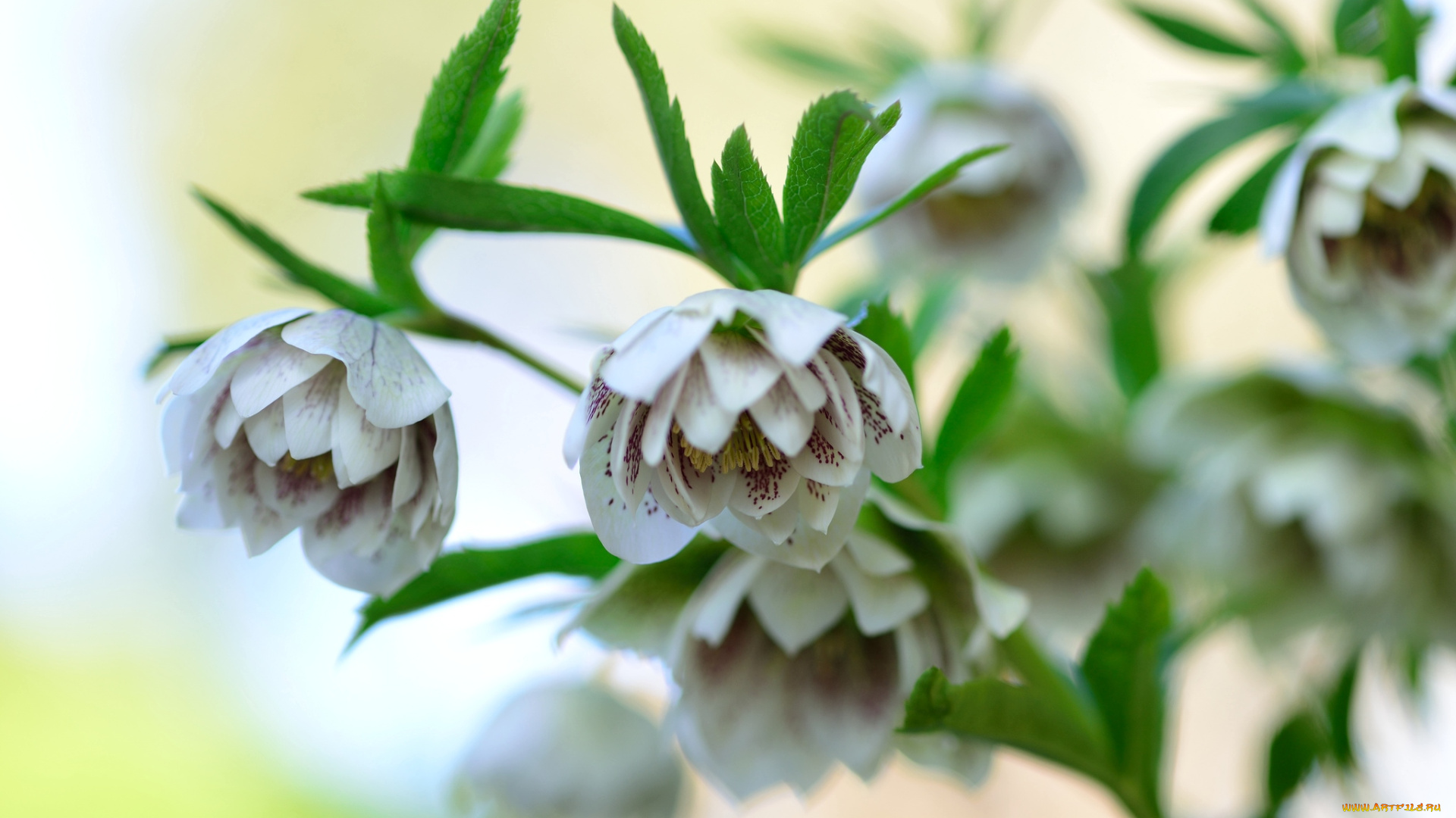 цветы, геллеборус, морозник