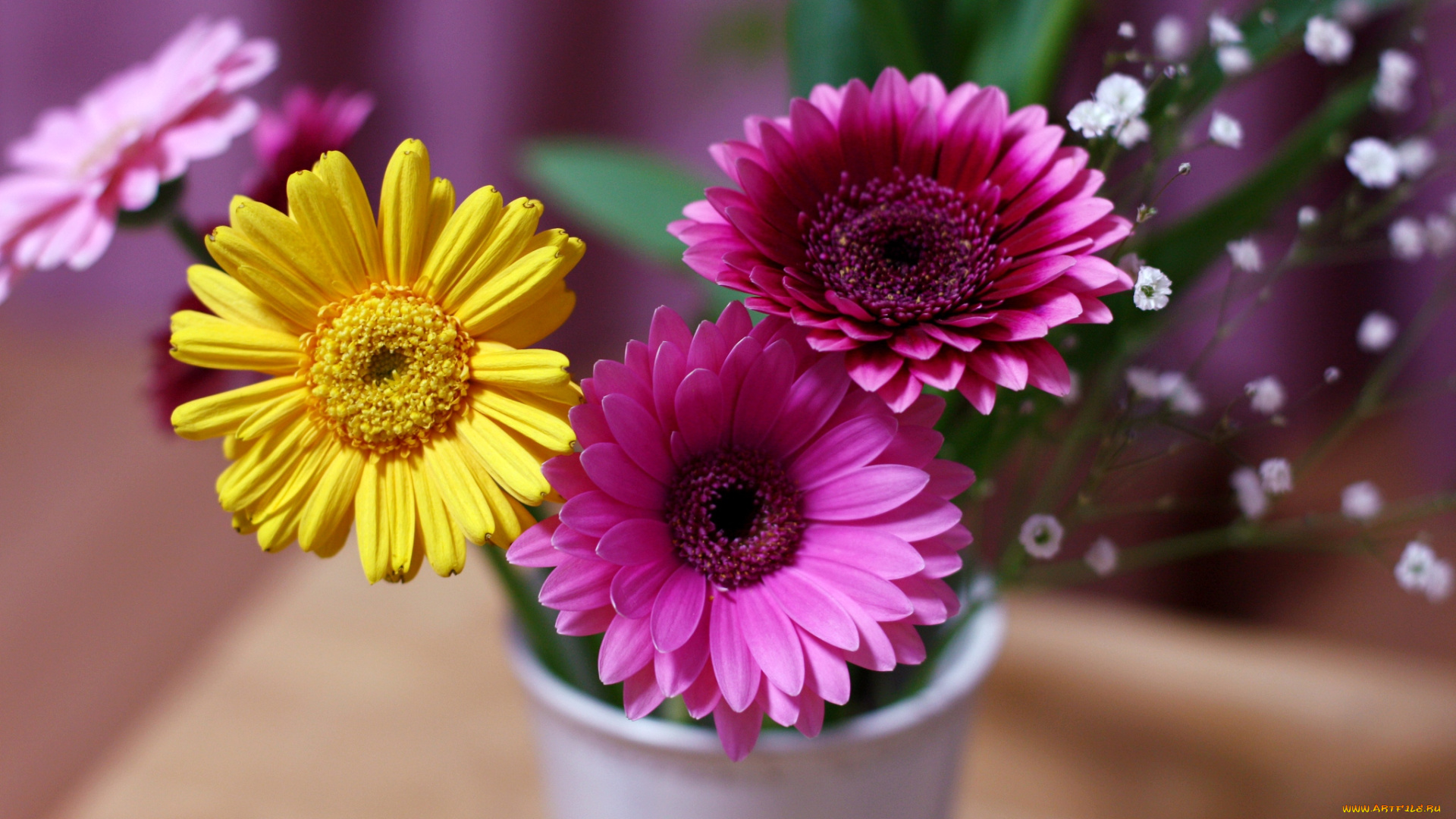 цветы, герберы, букетик