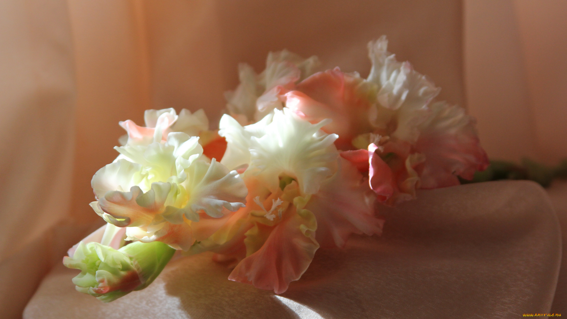 цветы, гладиолусы, гладиолус