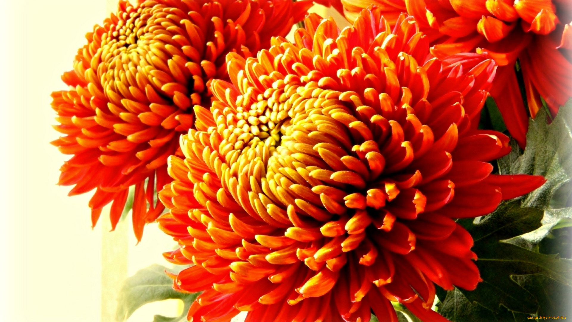 цветы, хризантемы, хризантема, оранжевый