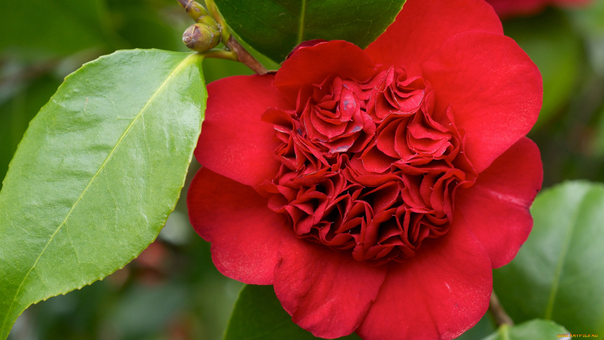 цветы, камелии, красный