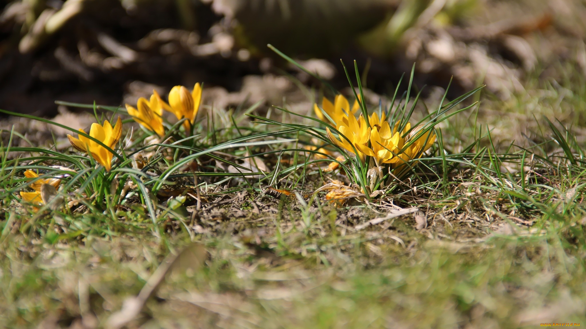 цветы, крокусы, весна