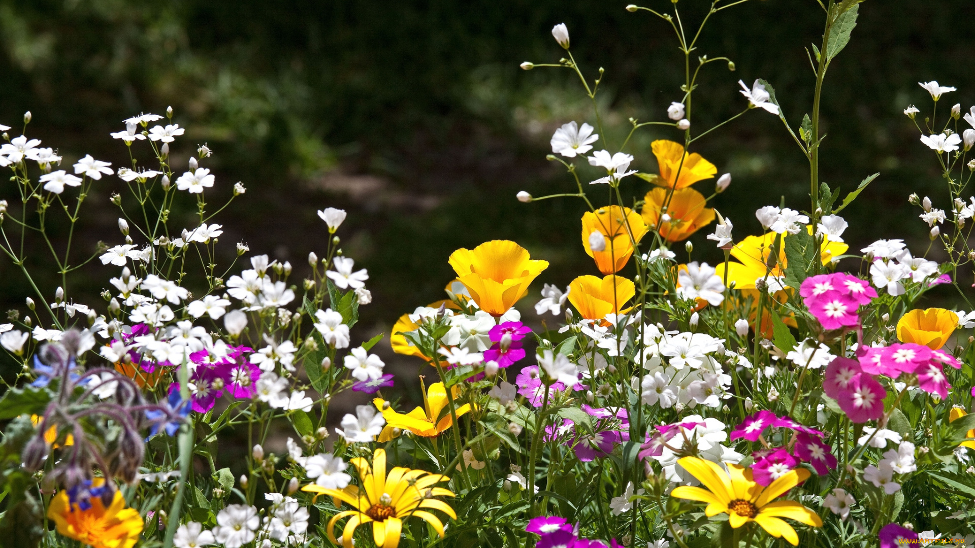 цветы, луговые, полевые, эшшольция, флоксы