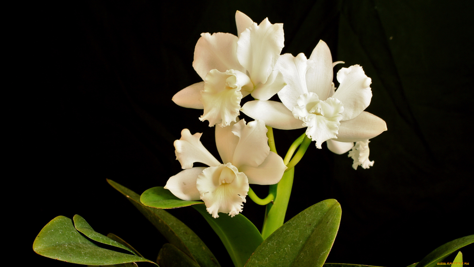 цветы, орхидеи