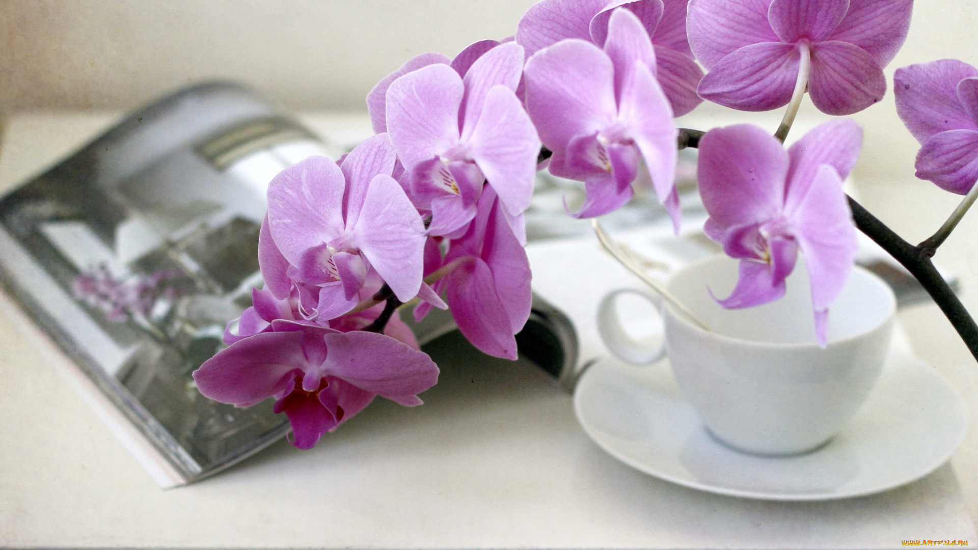 цветы, орхидеи, ветка, чашка, книга