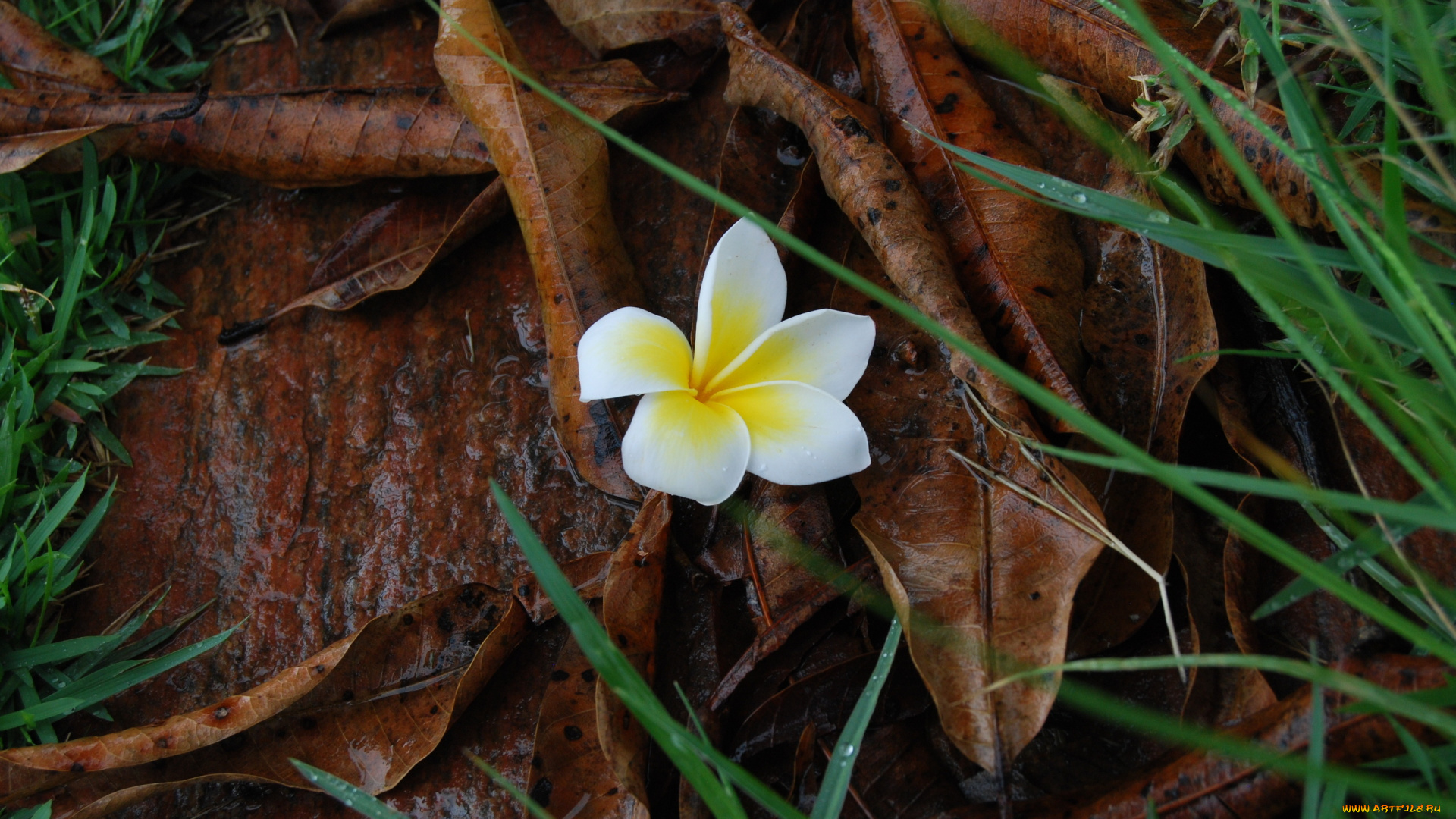 цветы, плюмерия, трава, цветок, листья