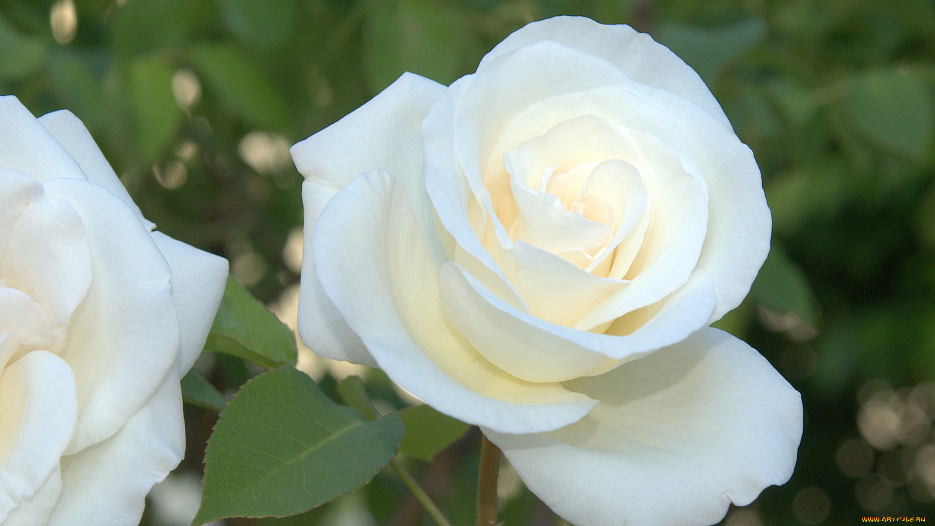 цветы, розы, белый