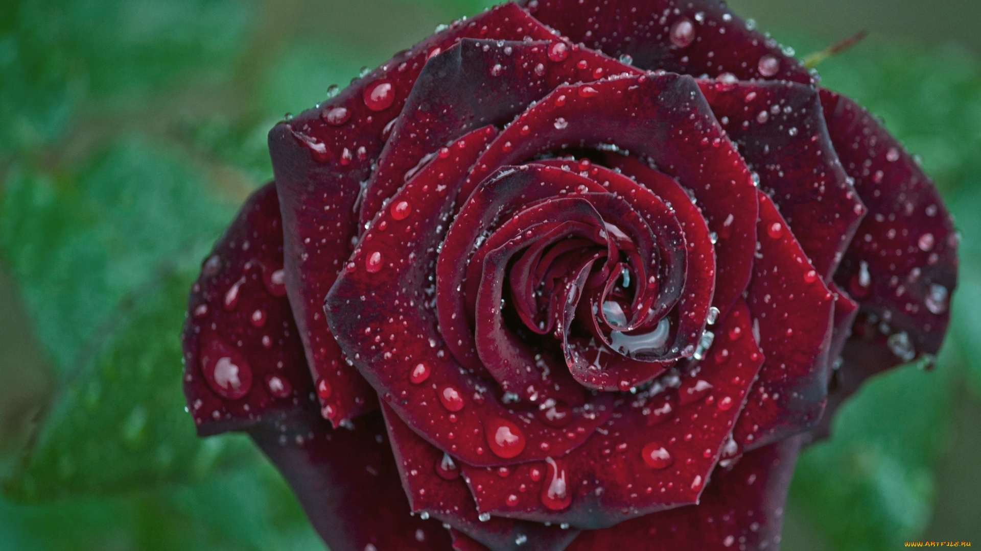 цветы, розы, бордо, капли