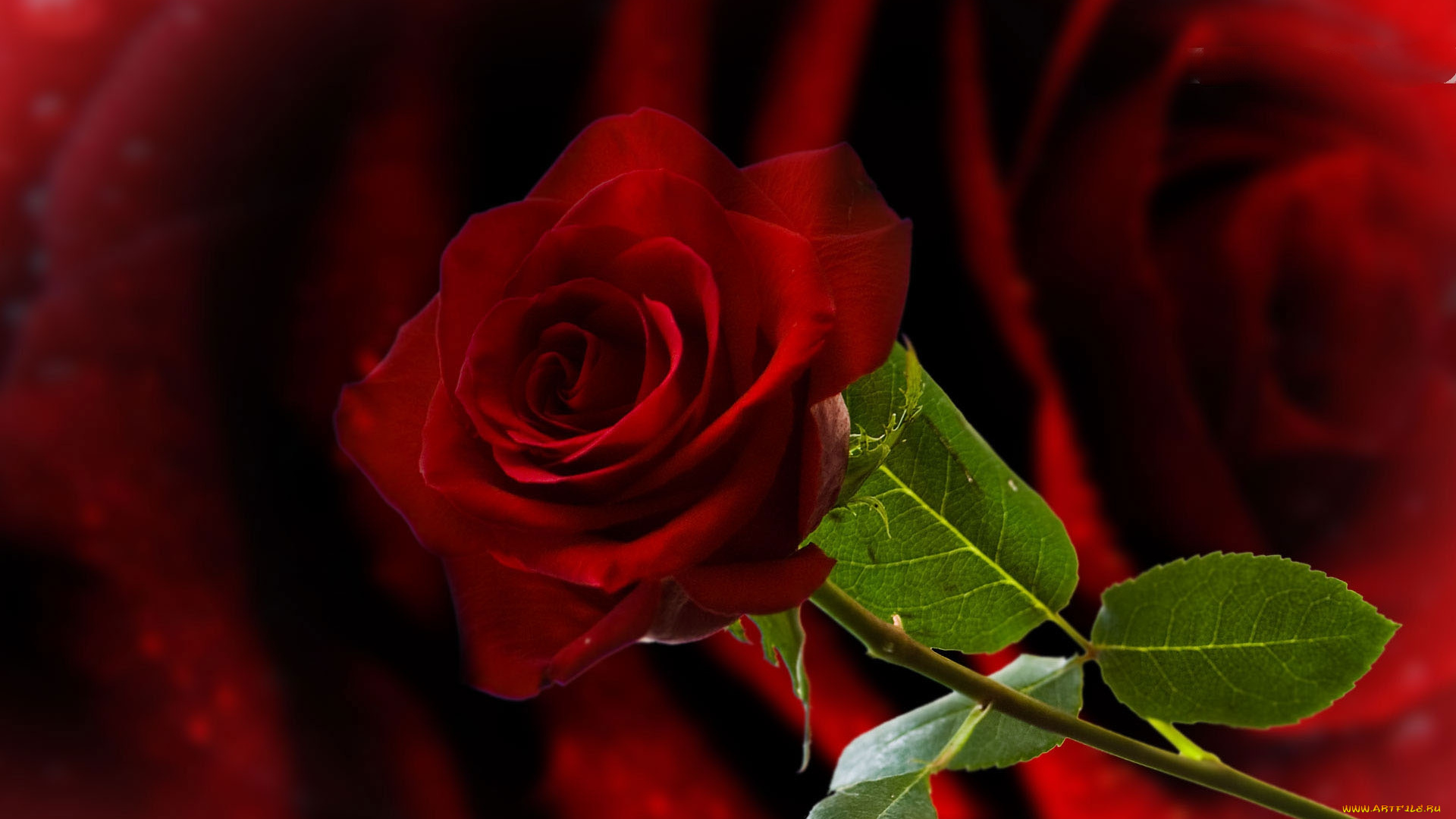 цветы, розы, бутон, листья, стебель, раза