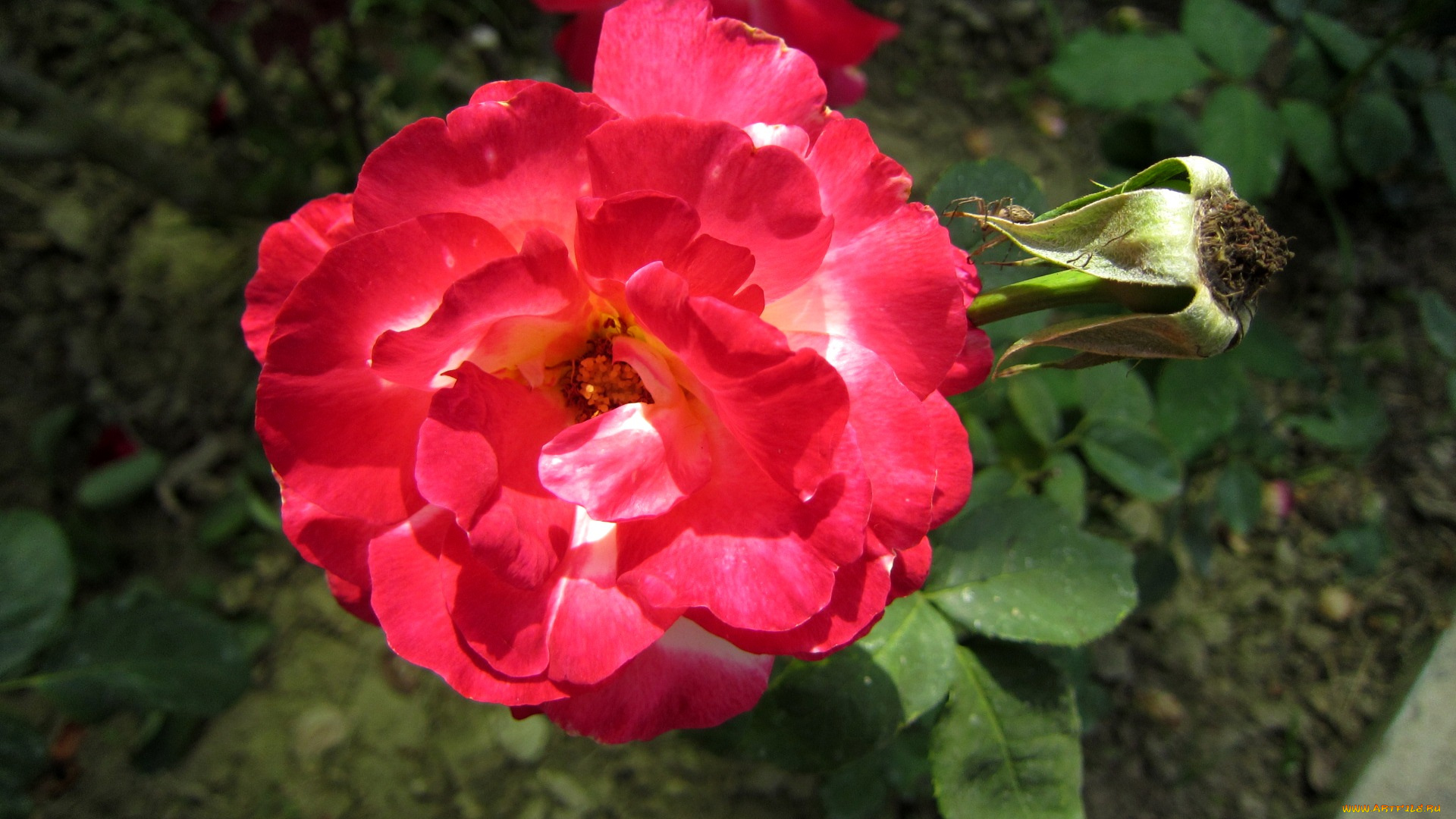 цветы, розы, лепестки