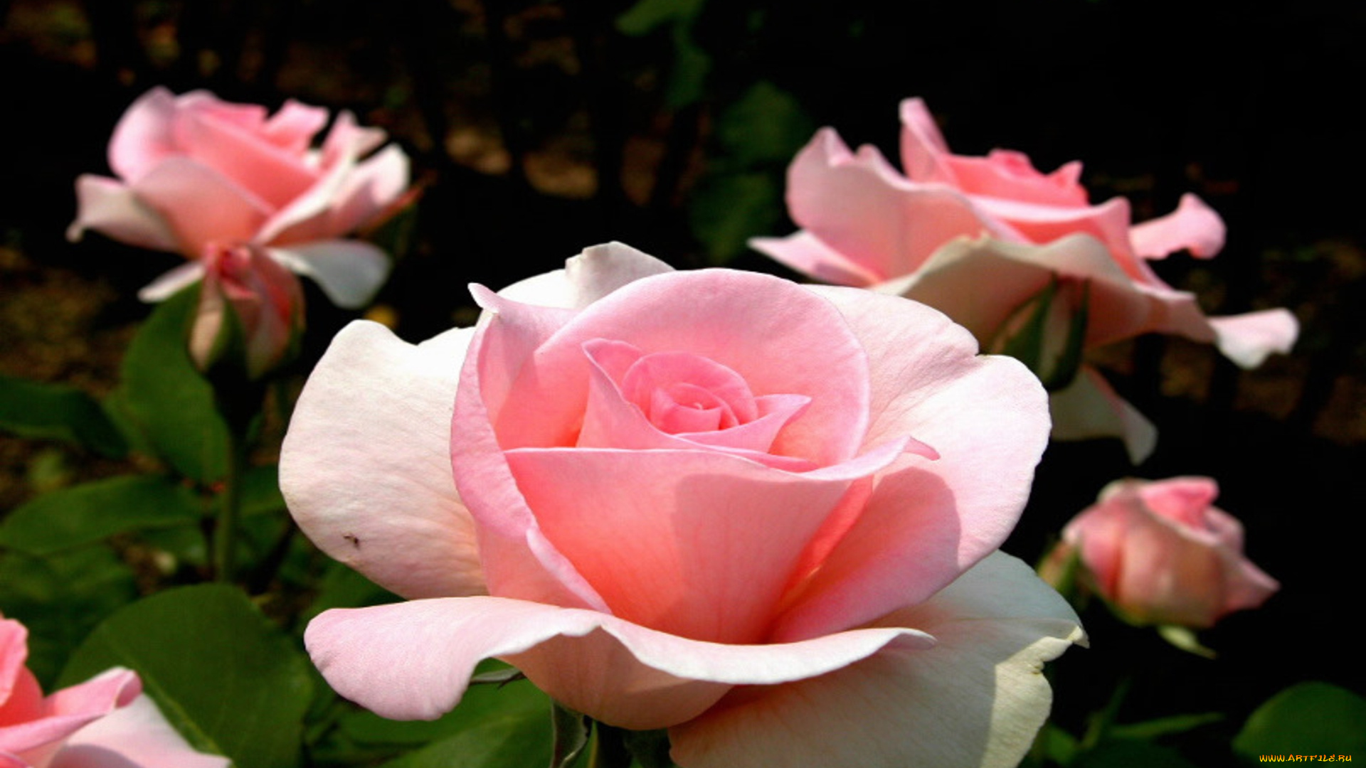 цветы, розы, розовый