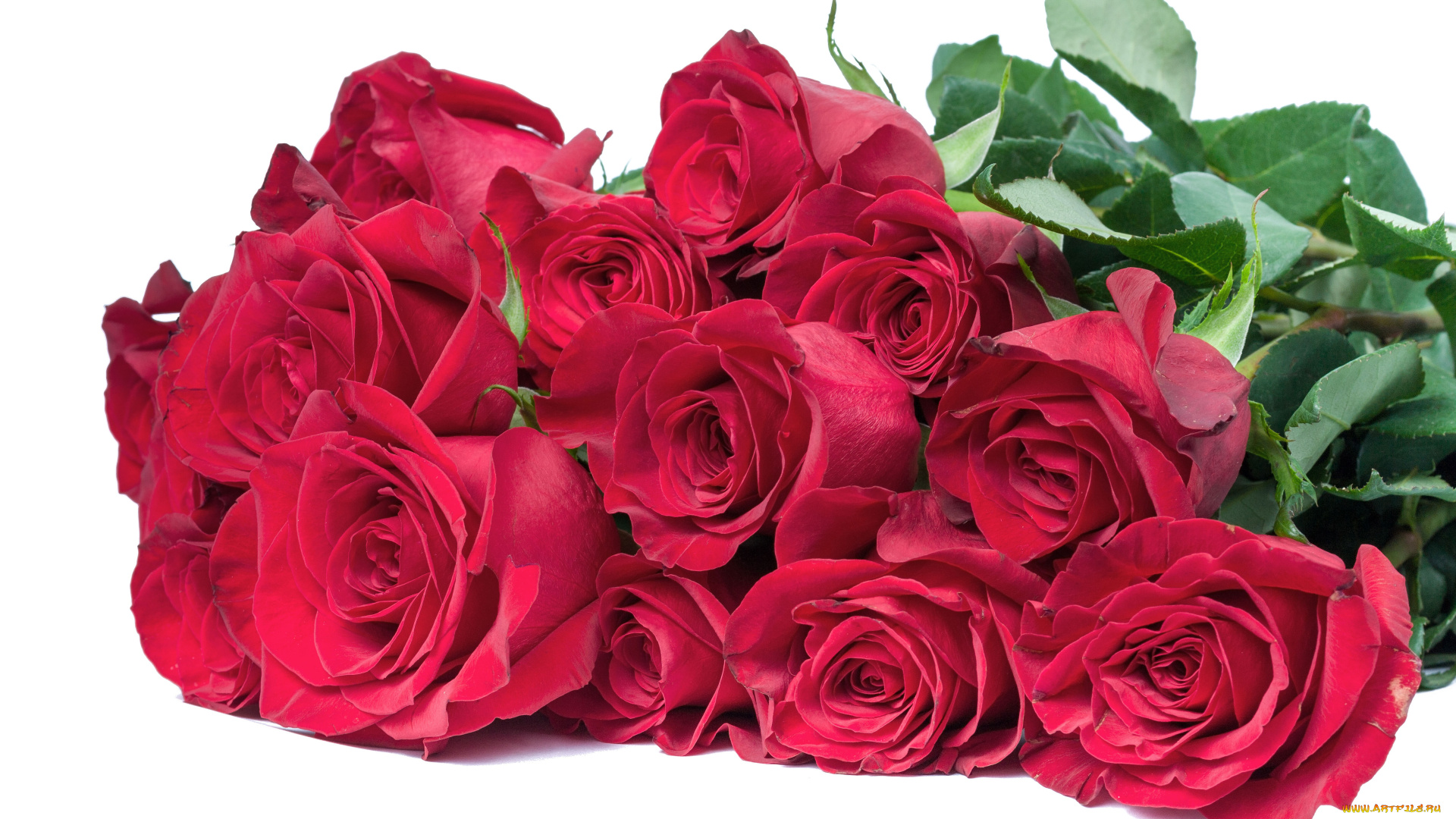 цветы, розы, розовый